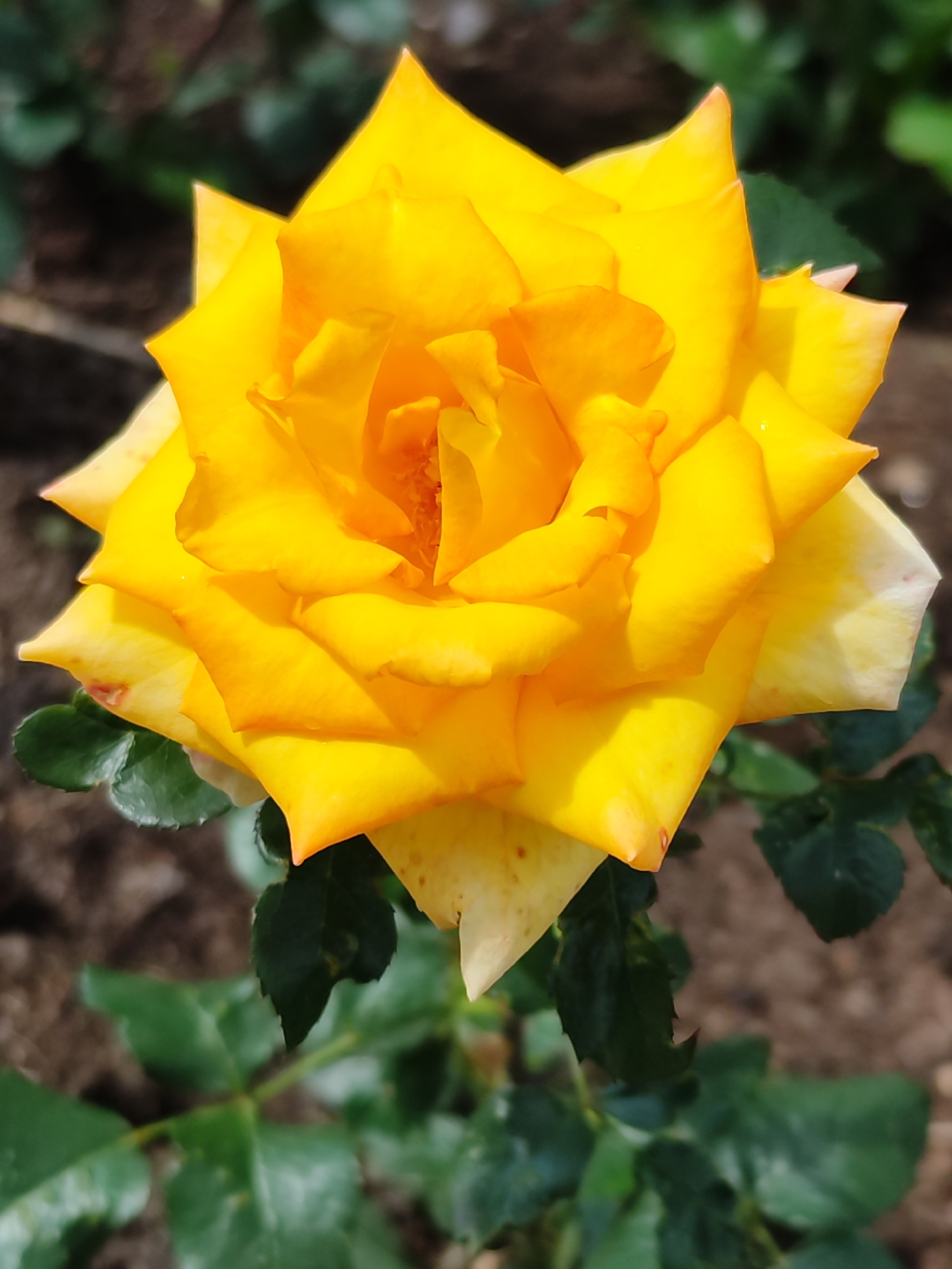 A close-up, high-angle shot captures a vibrant yellow rose in full bloom. The rose is the central focus, with its petals unfurling in layers, revealing a deeper orange hue towards the center. The petals have pointed tips and a velvety texture. Green leaves with a slightly textured surface are visible below the rose, some showing minor imperfections like small red spots or torn edges. The background is softly blurred, showing dark soil and hints of more greenery, suggesting an outdoor garden setting. The lighting appears to be natural daylight, casting soft shadows and highlighting the rose's luminous color. There are no people or animals present in the image. The location in Chaikovsky, Russia, is not discernible from the visual information alone.