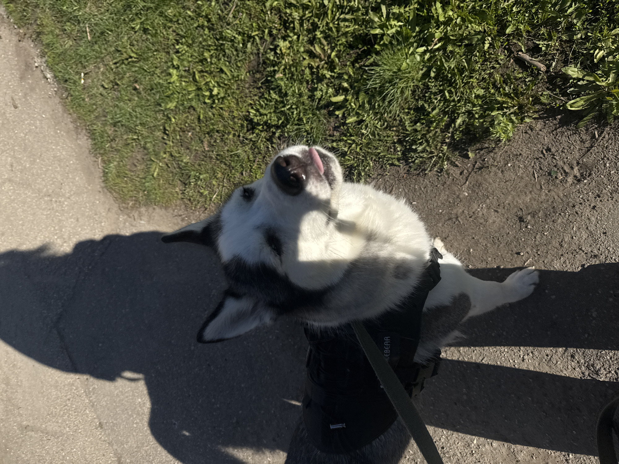 The image shows a white and gray husky dog wearing a black harness on a leash, tilting its head back with its tongue sticking out. The dog stands on a gray concrete path next to a patch of green grass. The scene is illuminated by bright sunlight, casting a shadow of a person and the dog onto the path. The location appears to be an outdoor area in the city of Unknown, Unknown.