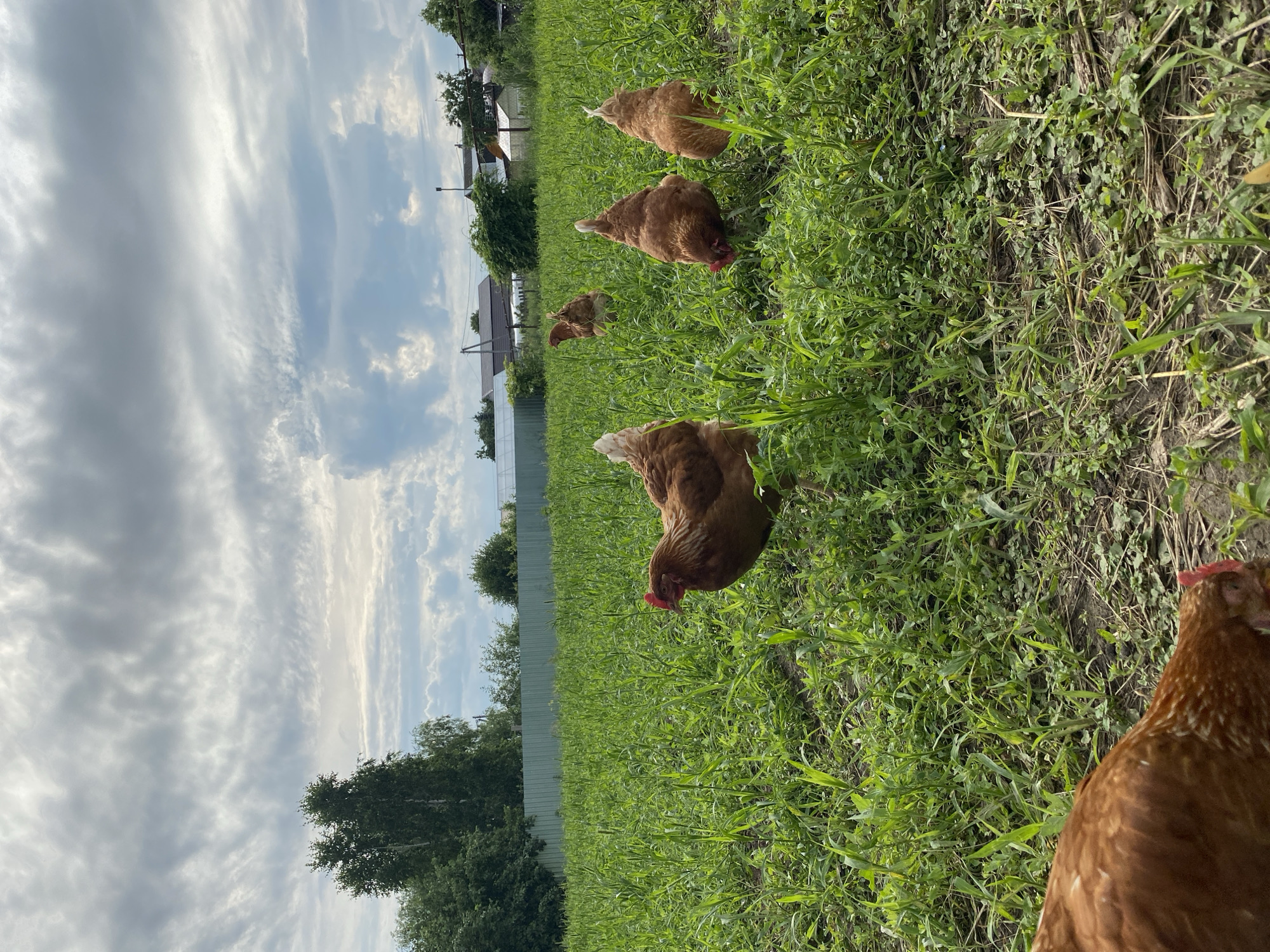 In the city of Zelenodol'sk, Russia, a group of brown chickens forage in a lush, green field under a cloudy sky. The chickens are scattered across the foreground and middle ground, with some actively pecking at the ground and others standing alert. The field is dense with grass and other vegetation, and a few dried stalks are visible amongst the green. In the background, a light green fence runs horizontally across the image, separating the field from a residential area with houses and trees. The sky is filled with a dramatic display of grey and white clouds, with patches of blue sky peeking through. The overall scene is one of rural tranquility and natural beauty.