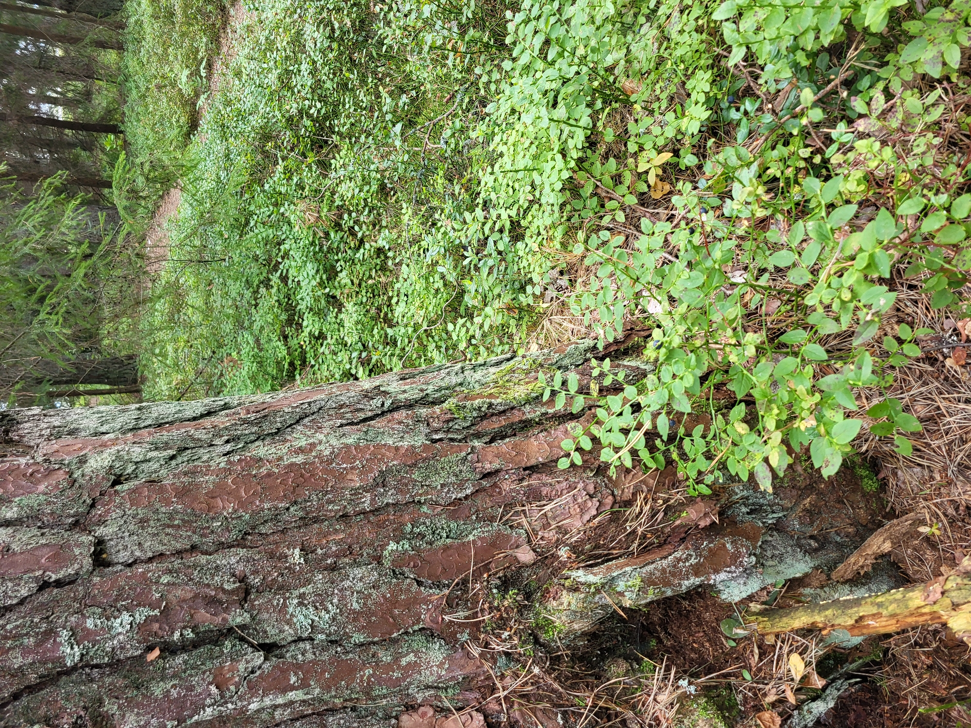 The image depicts a close-up view of the textured bark of a large tree trunk on the left side, with patches of green lichen. The ground surrounding the tree is densely covered with low-lying green bushes, some of which appear to be blueberry bushes with a few dark berries visible. Pine needles are scattered on the ground. In the background, a narrow dirt path winds through a forest of coniferous trees. The scene is located in Bērzciems, Latvia, suggesting a natural, wooded environment. There are no people or animals visible in the image.