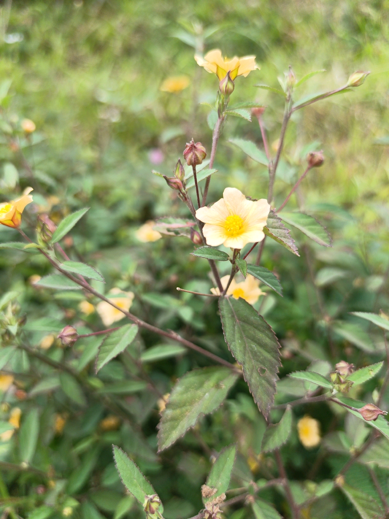 In Batu, Indonesia, this close-up, vertical, eye-level shot captures a cluster of wild yellow flowers and their foliage. The flowers, with their delicate yellow petals and darker yellow centers, are the primary focus. Several buds, some a reddish-brown color, are also visible, indicating the plant's stage of growth. The leaves are green and serrated, with some showing a slight reddish-brown tint along the edges. The background is a soft blur of green, suggesting a natural, outdoor environment, possibly a garden or a wild patch of vegetation. The lighting appears natural, with a soft, diffused quality that highlights the textures and colors of the plants. No people or animals are present in the scene.