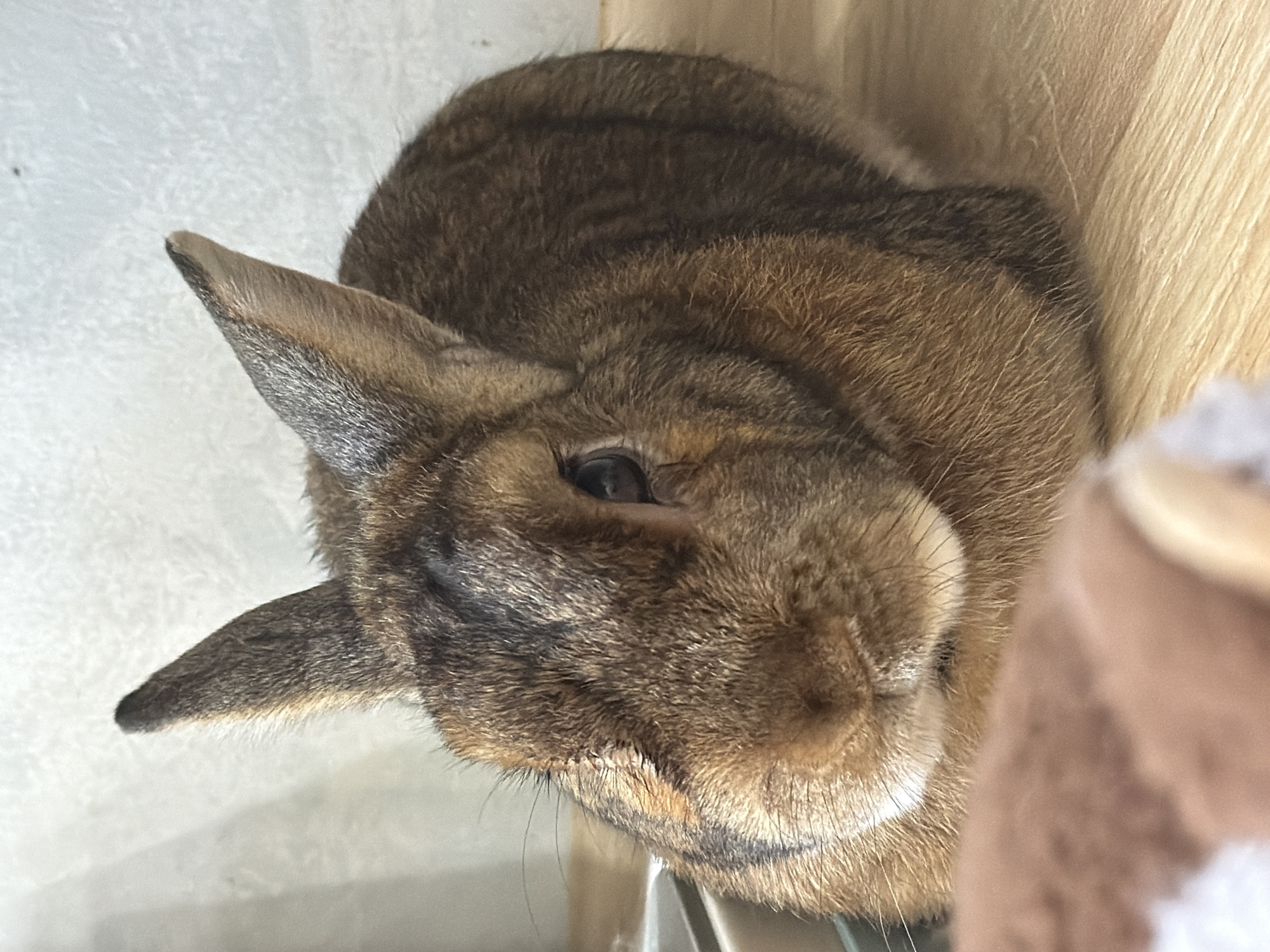 A brown rabbit with black markings is resting on a wooden surface, possibly a table or shelf. The rabbit is facing forward, with its ears perked up and its dark eyes looking towards the camera. The background is a plain, light-colored wall. There is a blurred object in the foreground that appears to be a soft toy or blanket. There is no indication of the image being taken in Solikamsk, Russia.