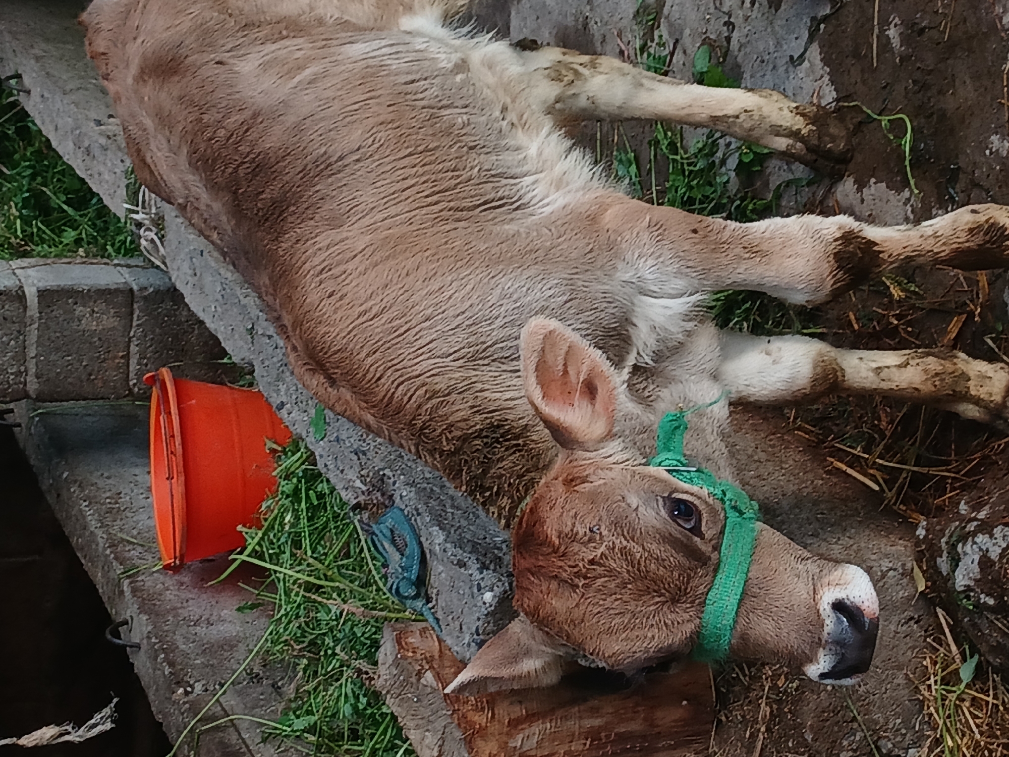 A young, light brown calf stands on a dirt and concrete ground in what appears to be a farm enclosure in Тайгараев, Kyrgyzstan. The calf is wearing a green halter around its neck and its body is partially obscured by its own legs. To the left of the calf, a rough wooden post stands vertically. Behind the calf and to the left, there is a grey concrete structure with a black metal hook protruding from it, and an orange bucket is placed on the concrete structure, surrounded by green grass. The environment is outdoors and appears to be somewhat rural, with the presence of farm animals and basic agricultural elements.