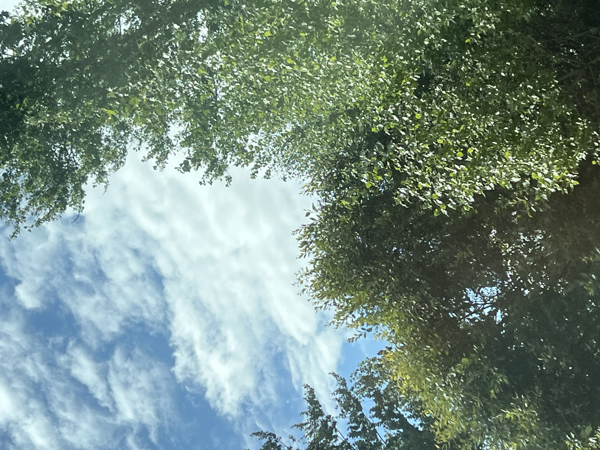 In an outdoor scene, the sky is a prominent feature, with patches of blue interspersed with white, fluffy clouds. The clouds appear varied in density, with some sections being thin and wispy, while others are more opaque. This suggests a dynamic sky, possibly indicative of changing weather.
Framing the sky are the lush green canopies of trees. The foliage is dense, with individual leaves not clearly distinguishable but forming a textured mass of green. Sunlight filters through the leaves, creating dappled patterns and highlighting certain areas with brighter green, while other areas are cast in shadow. The trees appear to be mature, with a substantial presence in the scene.
The overall impression is of a natural environment, likely a park or a residential area with mature trees, under a partly cloudy sky. There are no people or man-made structures clearly visible, suggesting a focus on the natural elements of the environment. The lighting indicates it is daytime, with the sun at an angle that produces both bright highlights and shadows.