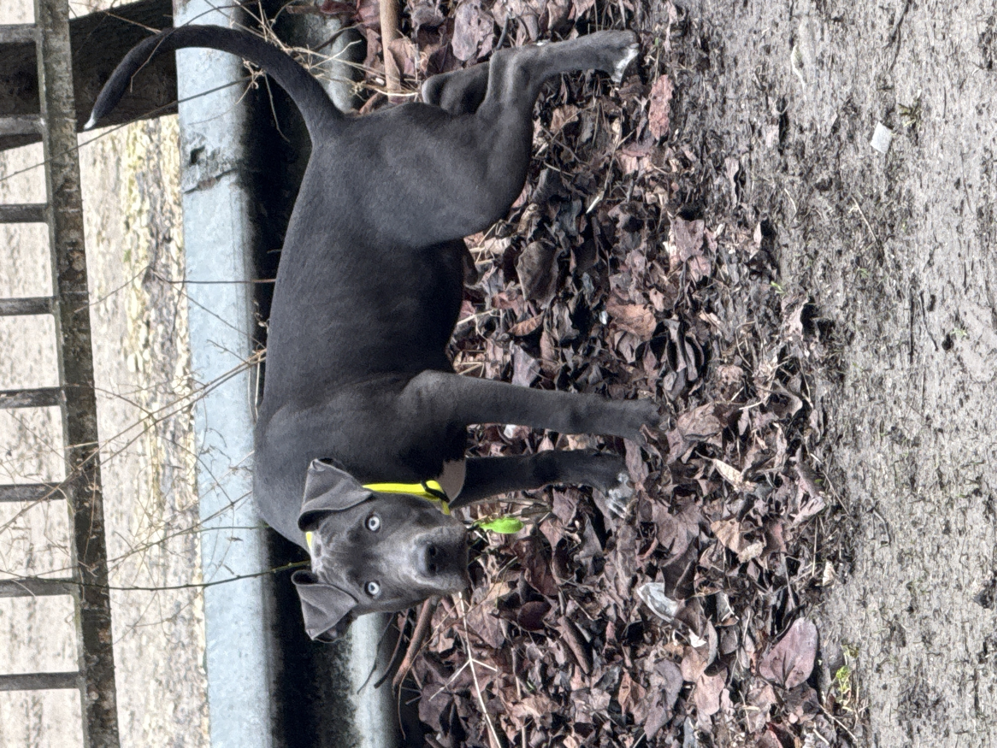 A gray dog with a yellow collar stands on a pile of leaves and dirt, next to a gray concrete barrier. The dog is looking directly at the camera. A section of weathered wood and metal fencing is in the background. Bare branches are visible, along with a patch of muddy ground. The location and city are not deducible from the image.
