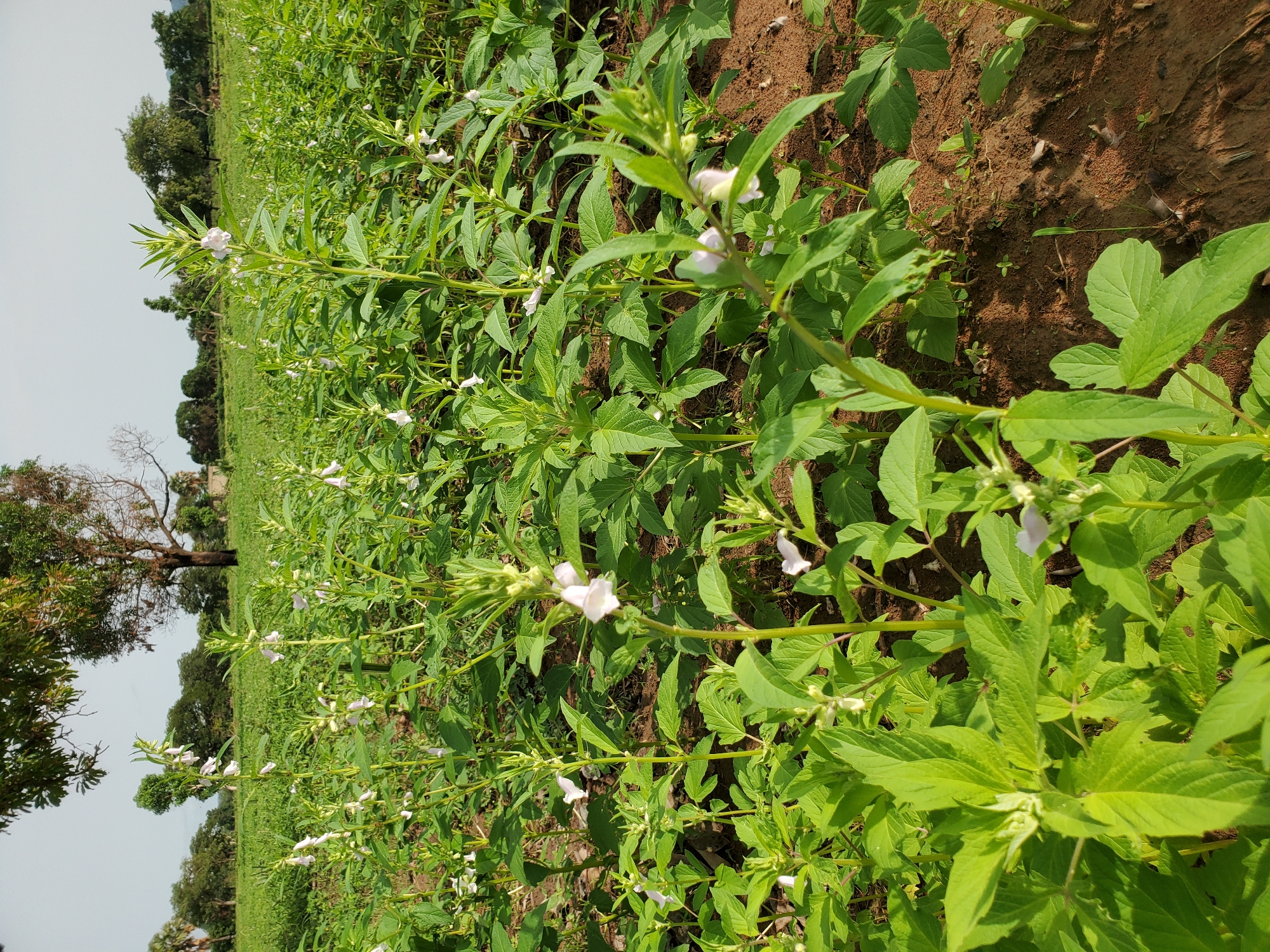 The image shows a field of flowering sesame plants in Mararaba, Nigeria. The plants are green and leafy, with small white flowers blooming along their stems. The soil is visible between the rows of plants and is a reddish-brown color. In the background, trees and vegetation can be seen, and the sky is a light blue color. There are no people or animals visible in the image.