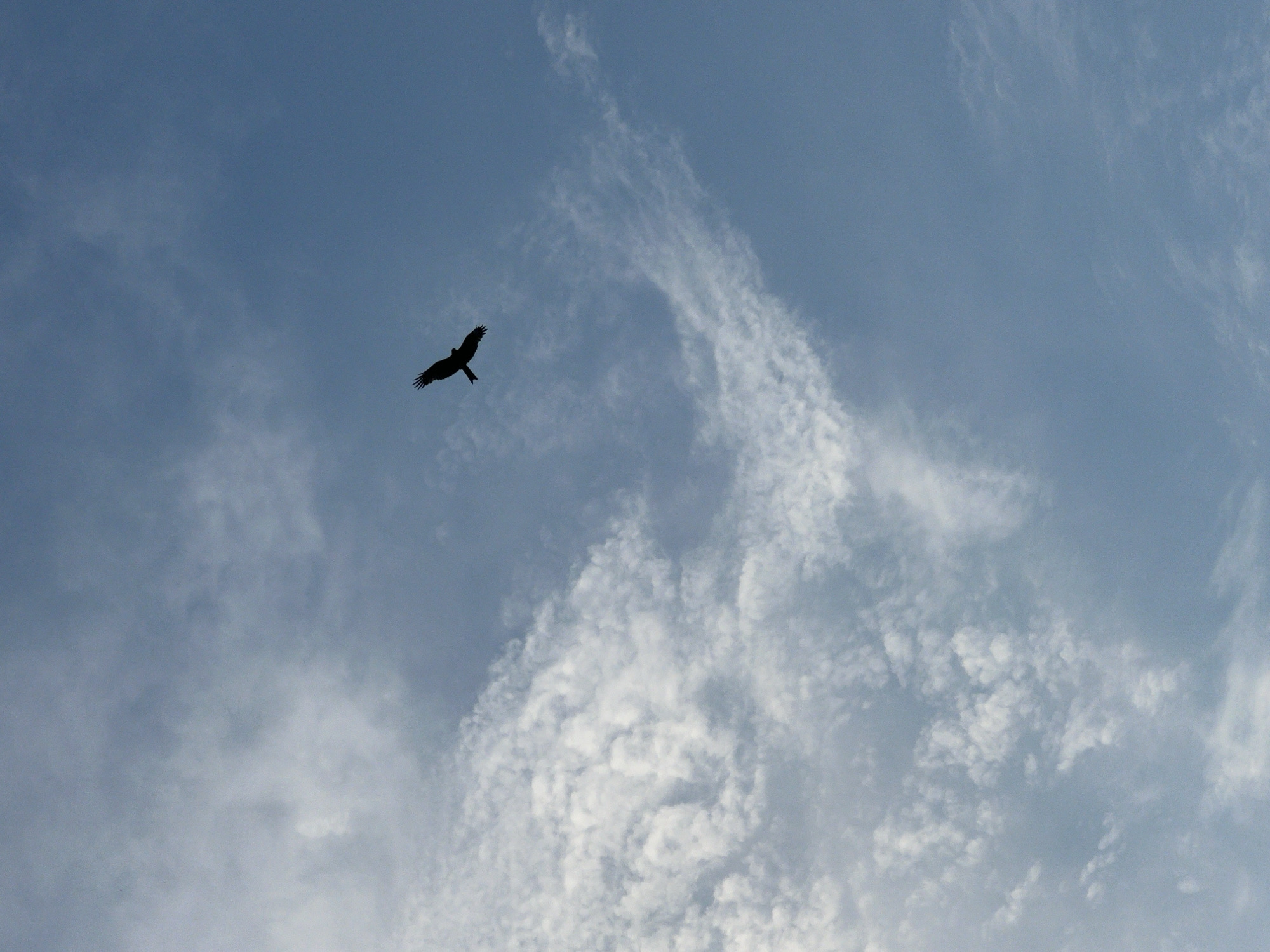 A dark silhouette of a bird with its wings spread wide is captured in mid-flight against a pale blue sky dotted with white clouds. The bird appears to be a raptor, possibly an eagle or a hawk, due to its broad wingspan and apparent size. The clouds are wispy and scattered, with some forming larger, textured patches. The lighting suggests it is daytime, with the sun likely behind the viewer or high in the sky, as no strong shadows are cast by the bird. The image is taken from a low angle, looking upwards at the bird and the sky. The location in Novopichugovo, Russia, implies an outdoor, possibly rural or semi-rural setting, where such a sight of a bird of prey in flight would be common. There are no people, buildings, or other identifiable man-made objects in the frame.