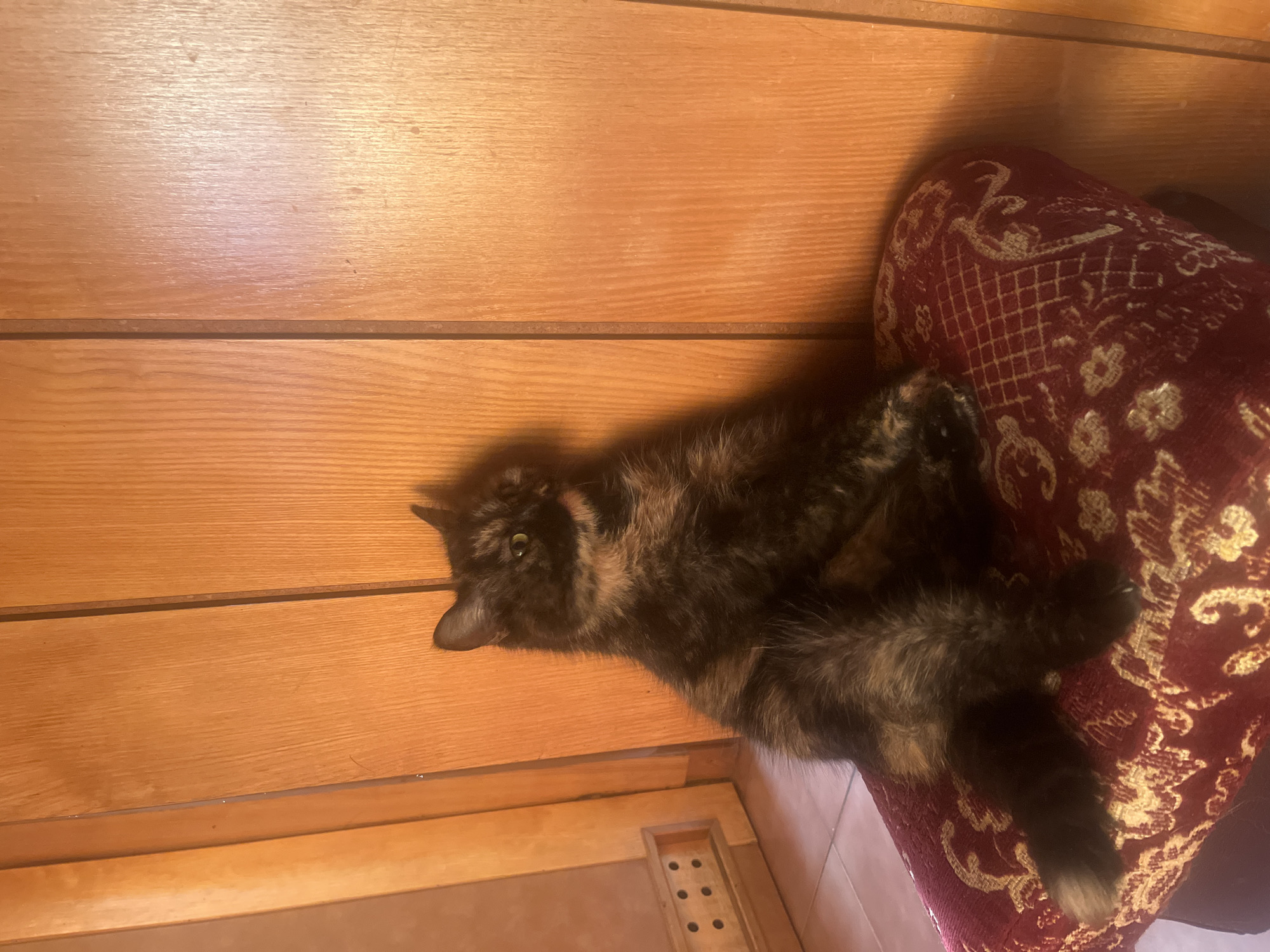 A tortoiseshell cat sits on a patterned, maroon cushion against a backdrop of light brown wooden paneling. The cat is facing to the right, with its head turned slightly towards the viewer, revealing green eyes. Its fur is a mix of black, brown, and orange patches. The cushion has an ornate gold pattern, and the wooden paneling shows vertical grain. To the left of the cat, a portion of a wooden cabinet with small, dark circular indentations is visible, resting on a tiled floor. The lighting suggests a warm, indoor environment. The image does not contain information related to Białystok, Poland.