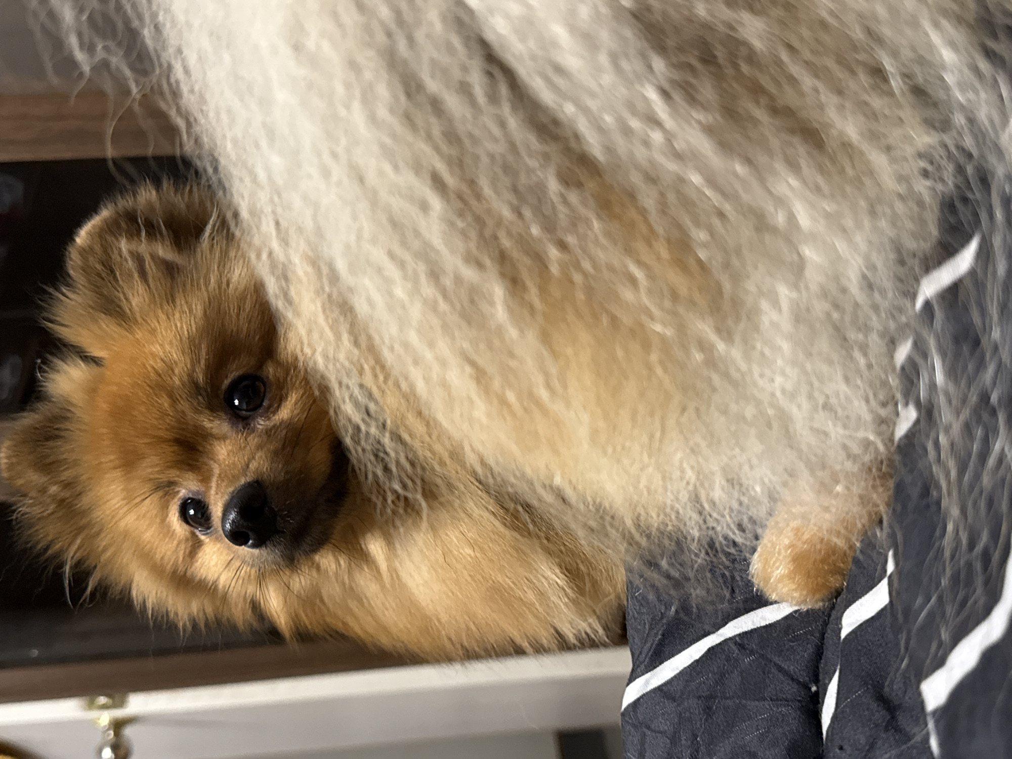A close-up, medium shot captures a Pomeranian dog peeking over the fluffy back of another dog, which occupies the majority of the frame. The visible Pomeranian has light brown fur, dark eyes, and a black nose, with its head tilted slightly to the left. The scene is indoors, with a dark background and a portion of a striped blanket in the foreground. The overall lighting is dim, suggesting an indoor setting at night or in low light conditions.