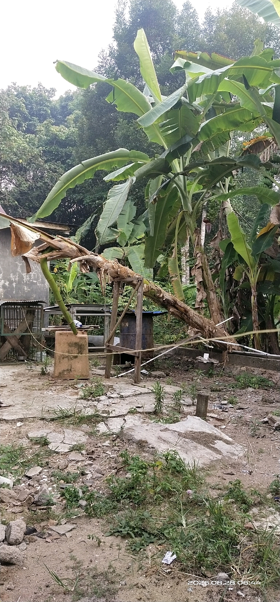 The image depicts an outdoor scene with a damaged banana tree that has fallen over. The tree's trunk is broken, and its large leaves are spread across the ground. The background features lush green vegetation, including more banana trees and other plants, along with a few structures that appear to be sheds or enclosures. The ground is a mix of dirt, concrete, and rocks, with some debris scattered around. The scene suggests a rural or semi-rural environment, possibly in Matabu, Indonesia, given the mention of that location. There are no people visible in the image. The lighting suggests it is daytime, with overcast skies. The overall impression is one of natural elements interacting with man-made structures, with the fallen banana tree being the central focus.
