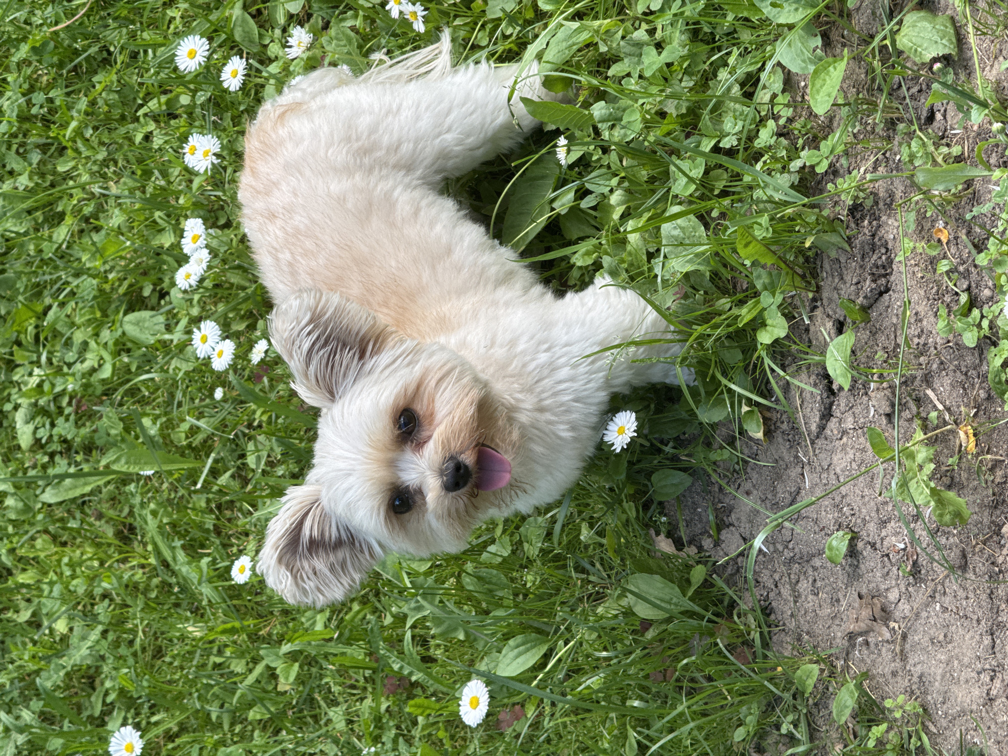 A small, light-colored dog with prominent ears stands in a patch of green grass with white daisies. The dog is facing the camera, with its tongue slightly out. The ground in front of the dog is dry, cracked dirt with a few sparse green shoots. The background is filled with lush green grass and more white daisies. The scene appears to be outdoors in a park or garden setting. No specific landmarks or indications of the city of Козино, Russia, are visible in the image.