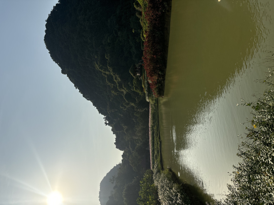 The scene depicts a natural landscape in Yên Sơn Ward, Vietnam, under a bright, clear sky with the sun prominently visible in the upper left. A large, densely forested mountain dominates the background on the right, with a smaller, equally treed mountain visible further left. A body of greenish-brown water, likely a pond or lake, occupies the middle ground, extending from the left foreground and curving towards the right. The water's surface reflects the sky and shows subtle ripples. Along the immediate left bank of the water are clusters of light-colored, feathery plants. On the right side of the water, a prominent mass of dark red, dense foliage forms a peninsula or island. In the background, beyond the water and red foliage, a field of light pink or purple flowers is visible. A small, open-sided gazebo with a thatched roof stands on a landscaped hill, surrounded by tiered plantings, located behind the red foliage and to the right of the flower field. The immediate foreground features dark green leafy plants interspersed with small white and yellow flowers. No individuals or animals are present in the image.