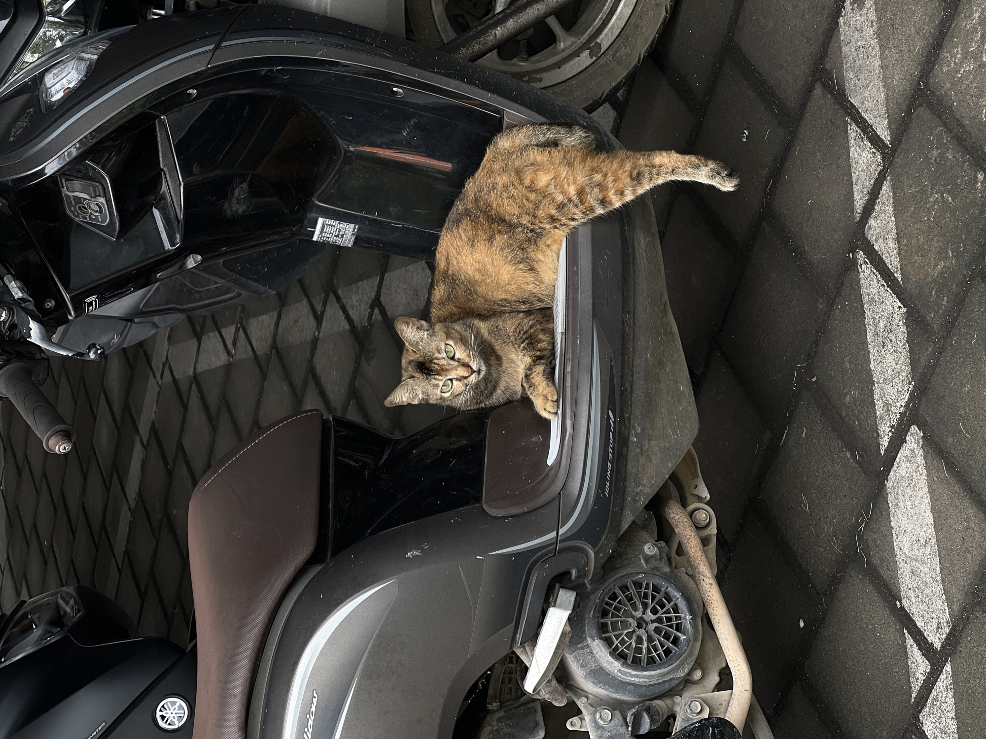 A tabby cat is lying on the seat of a dark grey scooter parked on a paved surface. The scooter's seat is brown. A portion of another scooter is visible in the background. The location is identified as Denpasar, Indonesia.