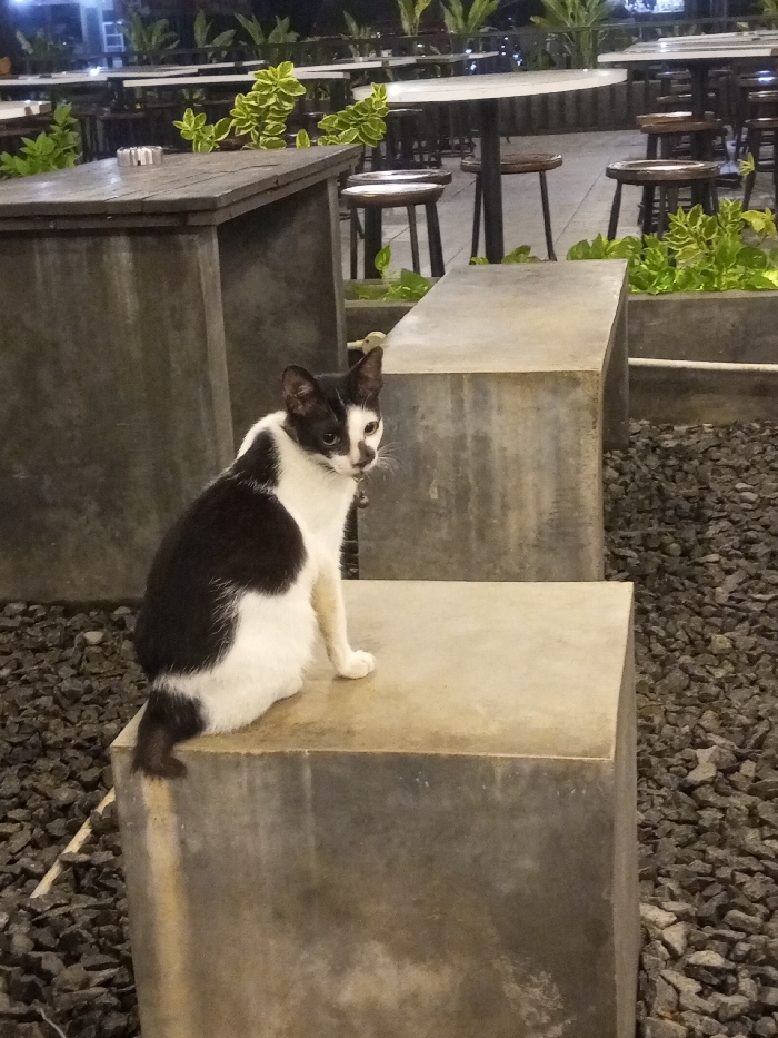 A black and white domestic cat is positioned on a light gray rectangular concrete block, facing slightly right with its head turned towards the viewer. The cat exhibits a predominantly white coat with irregular black patches on its back and head. Its face features black fur covering the left eye and white fur on the right, with yellow-amber eyes. A collar with a small bell is visible on its neck. Its tail, primarily black with a white tip, extends downward off the block. Behind the cat and to its right, a second identical concrete block is present. The ground surface around these blocks is covered with dark gray gravel. In the background, an outdoor dining establishment is visible, featuring several round tables with light-colored tops and dark, slender bases, accompanied by dark-legged wooden stools. A square-topped dark wood table with a concrete base, holding an ashtray, is situated to the left. Green foliage, some with variegated leaves, is arranged in planters throughout the dining area. The scene is illuminated by artificial lighting, indicating evening or nighttime conditions. This establishment is located in the city of Pontianak, Indonesia.