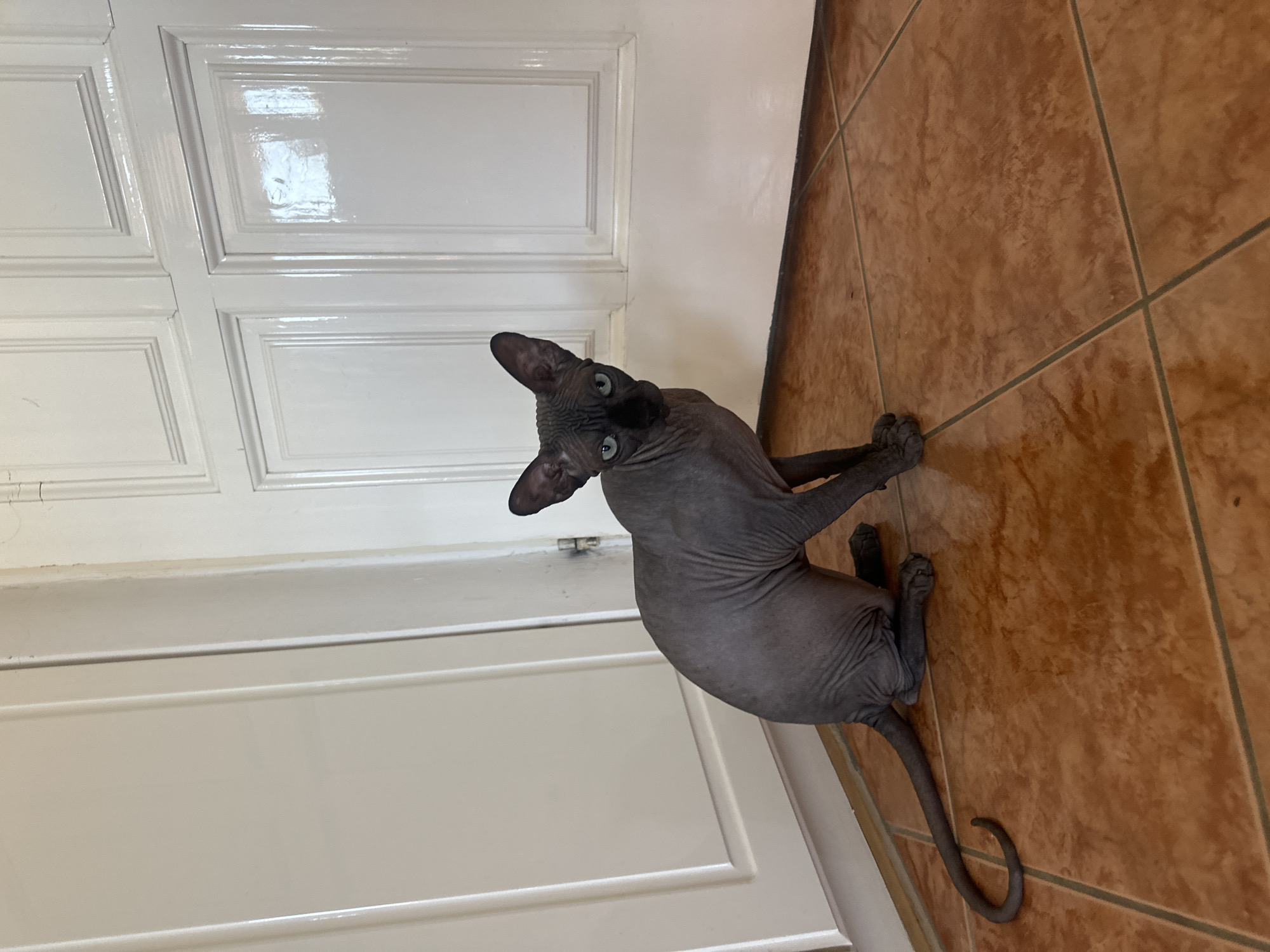 The image shows a hairless cat sitting on a tiled floor in front of a white door. The cat is dark grey and has blue eyes. The door appears to be a closet or cabinet door with paneled sections. The floor is made of reddish-brown tiles with dark grout lines. The lighting suggests the image was taken indoors, possibly in a residential setting. The exact location in Budva, Montenegro cannot be determined from the image alone.