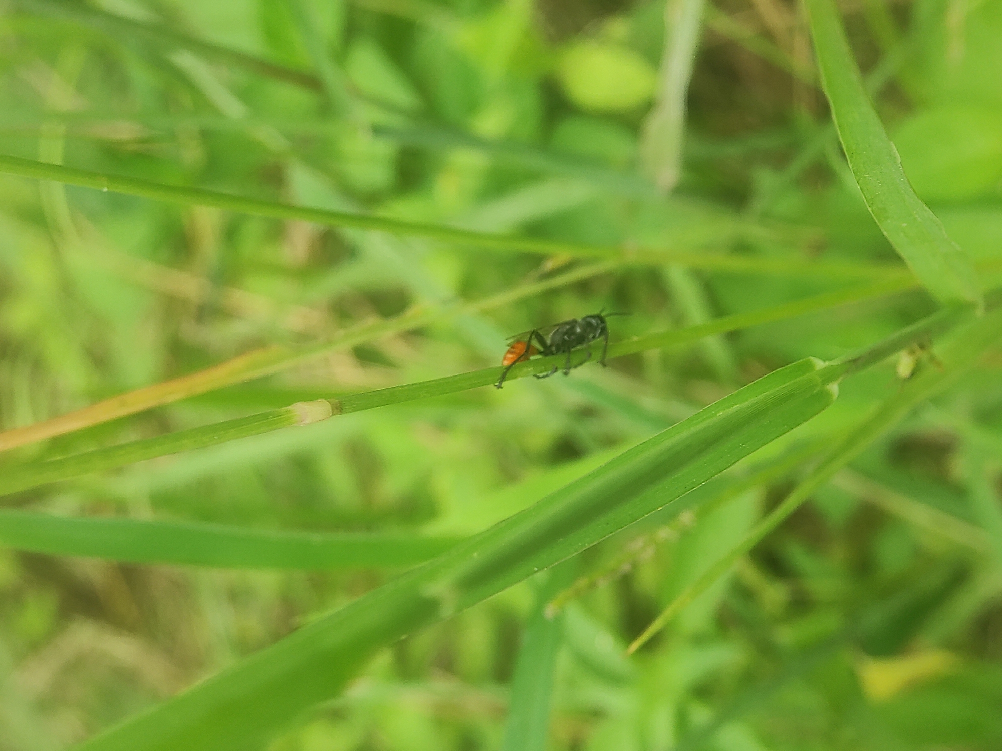 The image captures a small, black insect with a distinctly orange-red abdomen perched on a blade of green grass. The insect has a slender body, six legs, and two antennae. It appears to be resting or slowly moving along the grass stem. The surrounding environment consists of lush, out-of-focus green foliage, suggesting a natural, outdoor setting like a field or garden. Bright, natural light illuminates the scene, indicating it is daytime. No specific weather conditions are discernible, but the lighting is clear. There are no people, additional objects, or visible text in the frame.