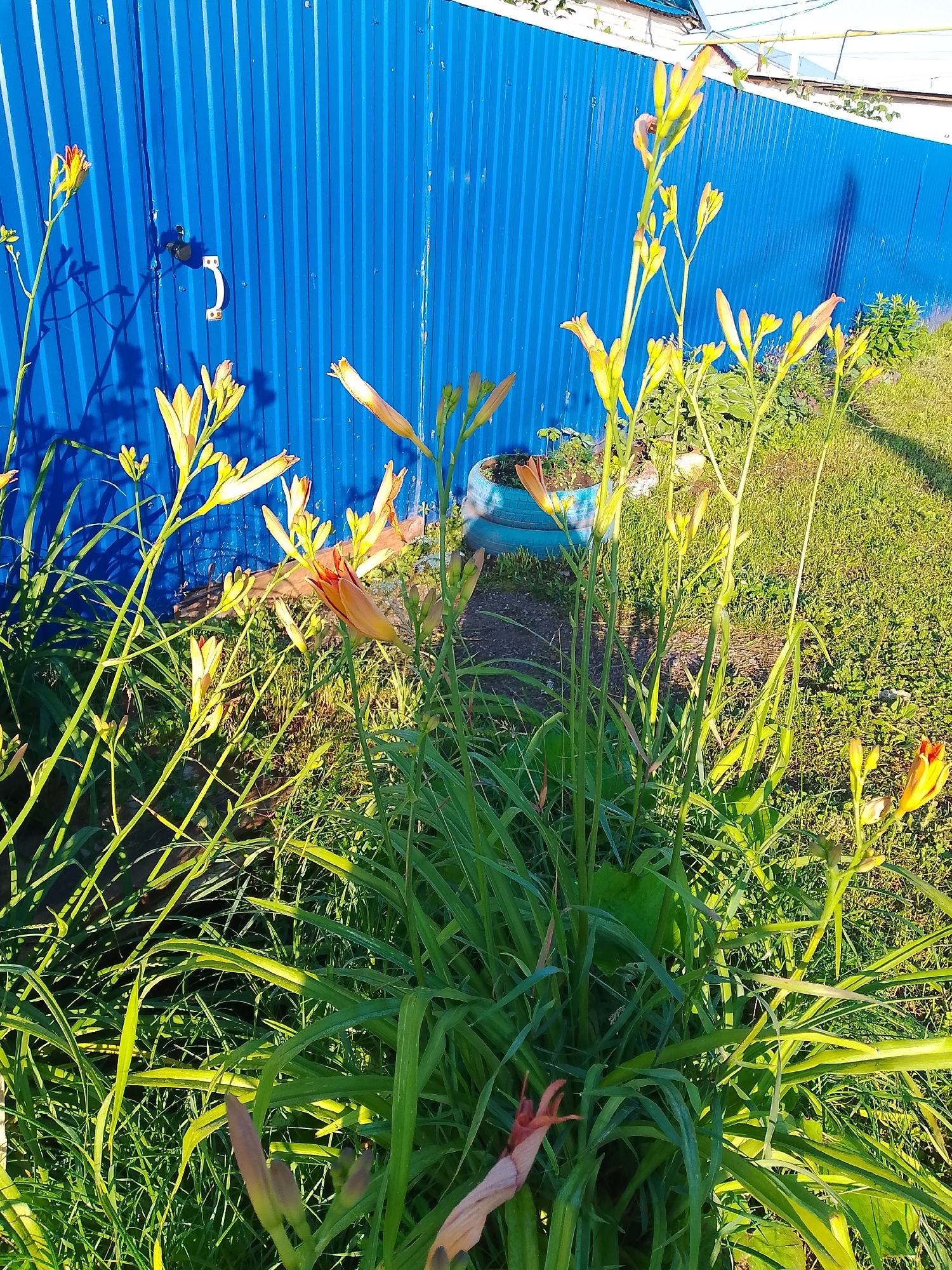 In Kranokholmskiy, Russia, a vibrant, sunlit scene unfolds along a bright blue corrugated metal fence. The fence, adorned with a white handle and latch, casts long, sharp shadows onto the lush green grass and foliage. In the foreground, a cluster of tall, slender daylilies with yellow and orange petals and green stems stand prominently. Some of the lilies are in bloom, while others are still in bud. To the left, a few more daylilies are visible, their stalks leaning towards the fence. In the background, the grass continues to the right, also bathed in sunlight. Two stacked blue tires, repurposed as planters, are partially visible behind the daylilies, with a small plant growing in the top one. The overall atmosphere is one of a sunny, rural garden.