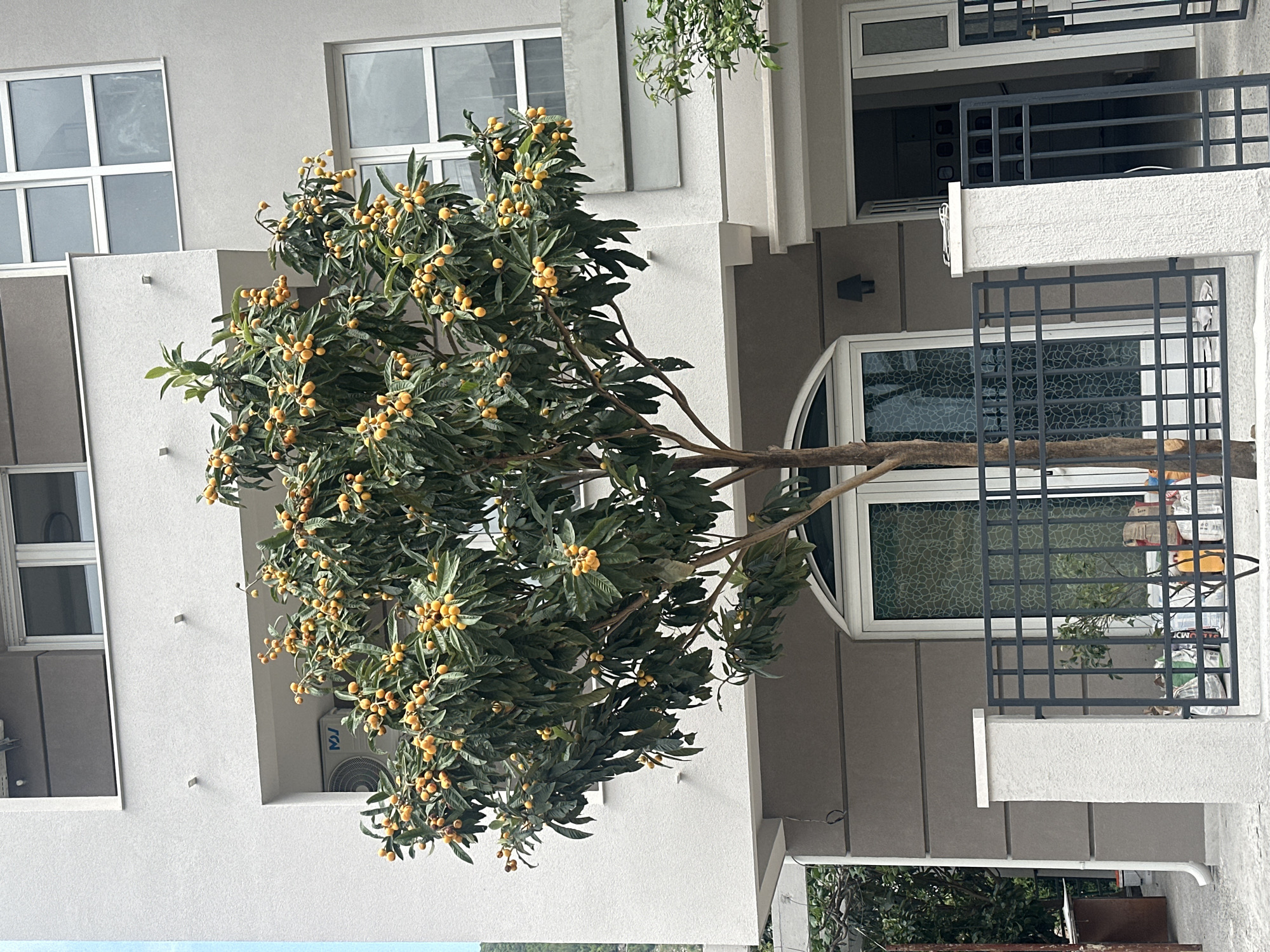A low-angle, eye-level shot depicts a Loquat tree laden with yellow fruits positioned in front of a light-colored, multi-story building. The tree's branches reach toward the building's windows. The building has multiple windows with white frames and a balcony with a black grid railing. The sky is visible at the bottom of the frame. The location is likely Budva, Montenegro, based on the visual characteristics of the architecture and foliage.