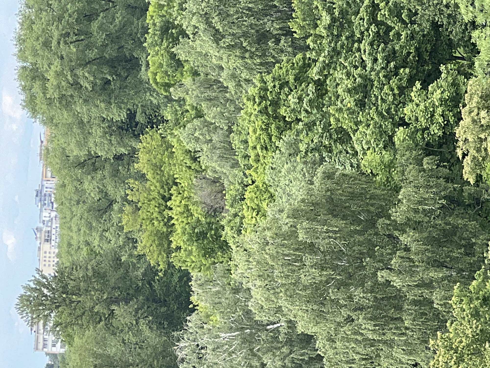 This media file displays a dense canopy of lush green trees, viewed from a slightly elevated perspective. The trees dominate the frame, with varying shades of green suggesting different species and possibly the time of day. Some lighter, almost lime-green foliage can be seen amongst the deeper greens. The branches are full and leafy, creating a textured and varied surface.
In the distance, on the left side of the image, a cluster of modern, light-colored buildings is visible. These buildings suggest an urban or suburban setting encroaching on the natural landscape. The sky is a pale blue with hints of white, indicating a clear or partly cloudy day. There is no visible text in the media file. The overall impression is of a vibrant, natural environment adjacent to a developed area, likely captured on a bright, clear day. No people or specific activities are depicted, focusing solely on the natural and built environment. The location context of Minsk, Belarus, places this scene within a specific geographical setting.
