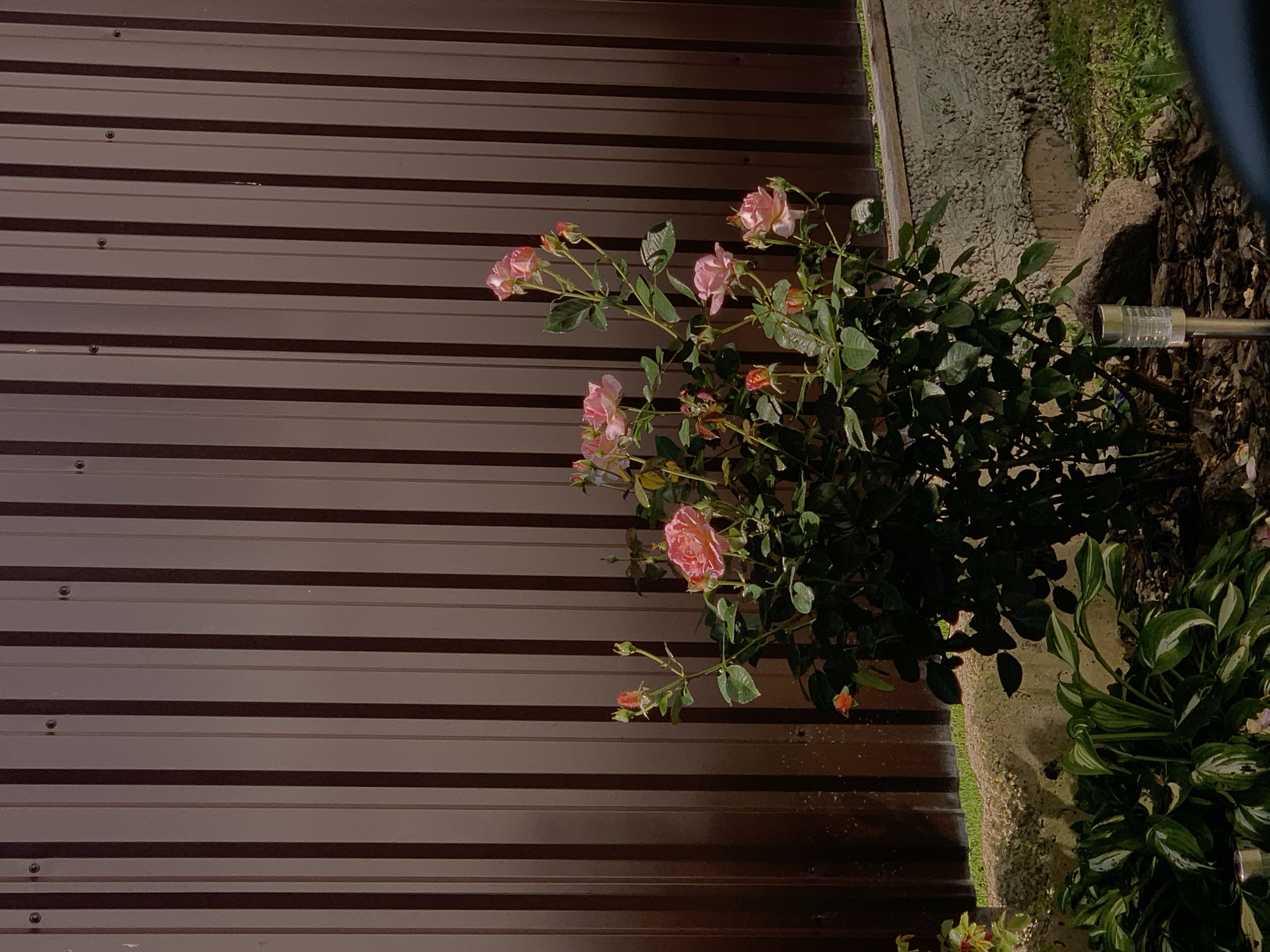 A close-up, eye-level shot captures a rose bush with pink and orange blooms and buds in full view, set against a dark brown corrugated metal fence. The fence, which takes up the majority of the frame, exhibits a subtle sheen and is punctuated by vertical lines created by its ridged texture. Sunlight casts shadows on the fence, accentuating the texture. In the foreground, dark mulch covers the ground, interspersed with some green foliage and a small silver solar-powered garden light. The overall scene is one of a garden in Minsk, Belarus, on a bright, sunny day, focusing on the vibrant colors of the roses against the uniform backdrop of the fence.