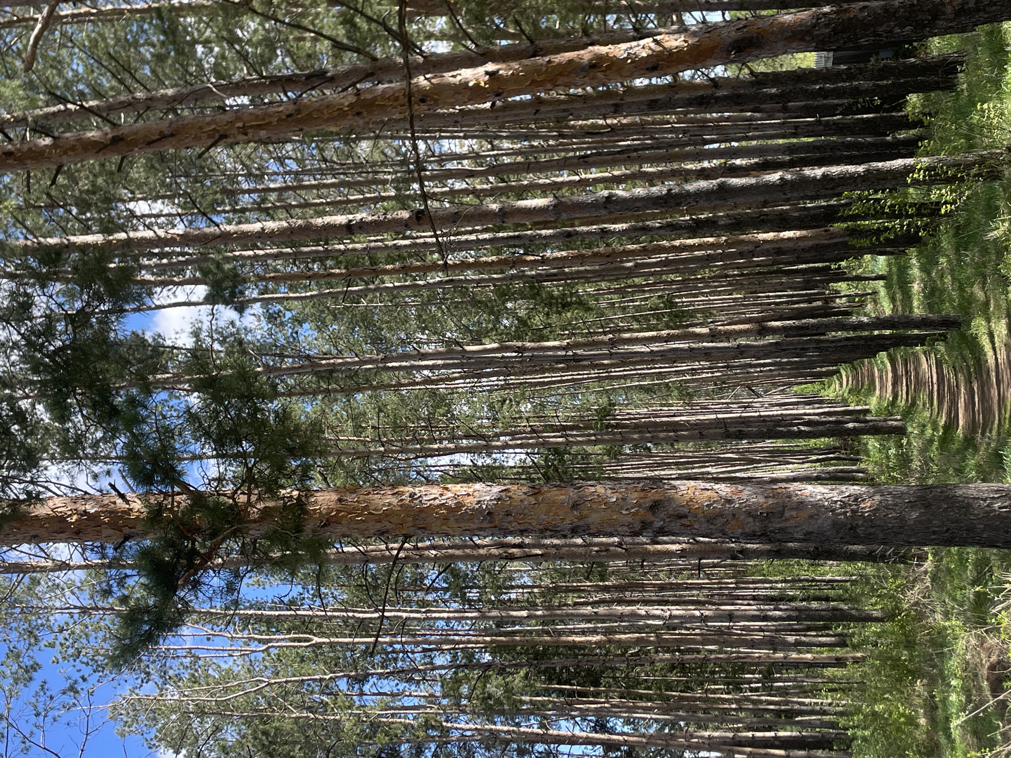 The image shows a dense forest of tall, slender trees in Подшивалово, Russia. The trees are arranged in closely spaced rows, creating a strong linear perspective effect that draws the eye towards the center of the scene. The trees' trunks are mostly straight and bare, with rough bark textures and some branches visible on the lower portions. The canopy is dense, allowing only glimpses of the sky. The ground is covered with vegetation, and a narrow path is visible, running parallel to the rows of trees. The lighting is bright, casting shadows between the trees.