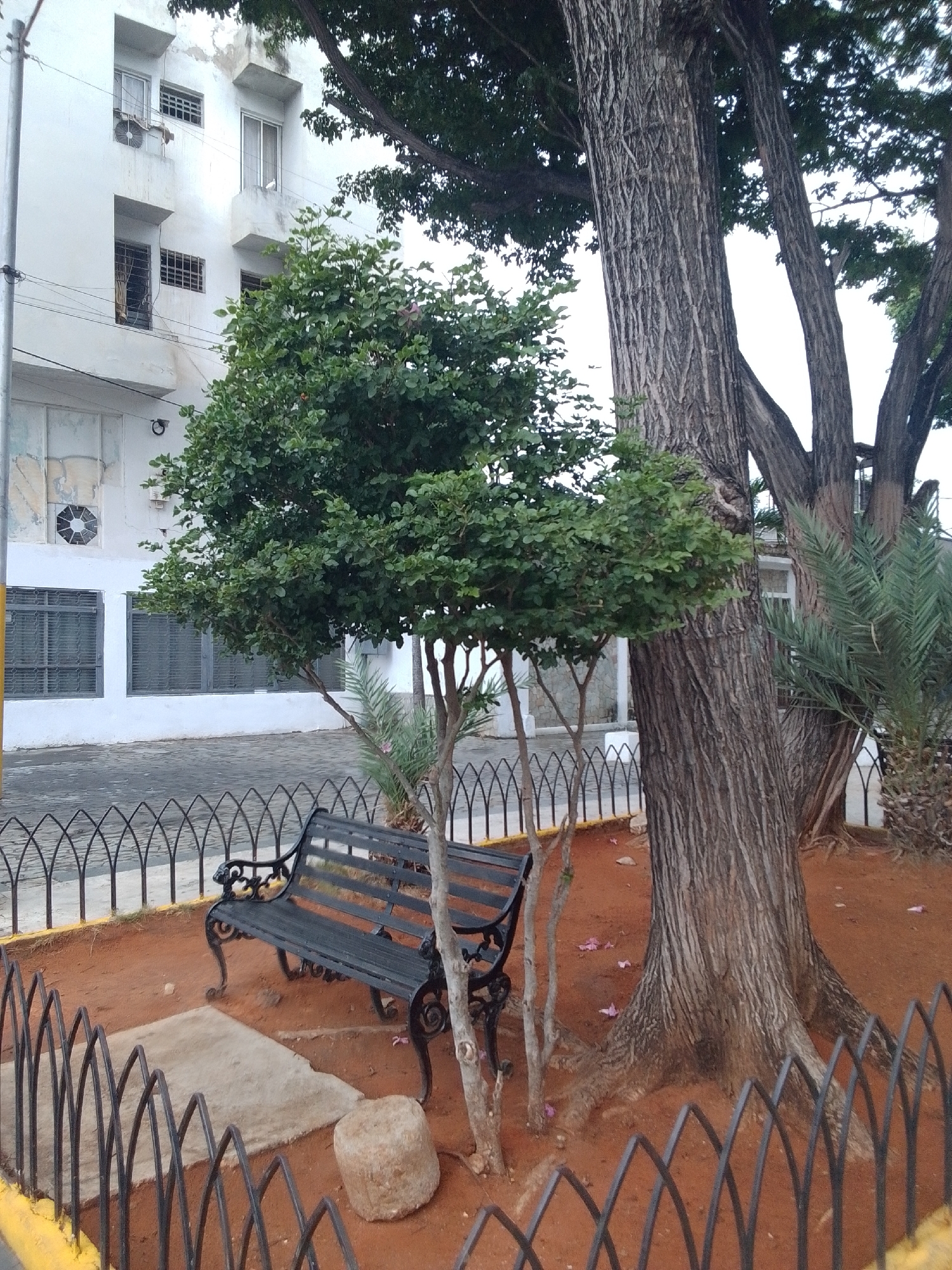 The image depicts an outdoor scene in Juan Griego, Venezuela. The main subjects are a black wrought-iron park bench and several large trees with rough, textured bark. A smaller, bushy green tree stands in front of the larger trees. The ground is covered in reddish-brown earth, with a few scattered pink flower petals. A low, black, arched metal fence encloses the area with the bench and trees. Behind the fence, a white building with several windows and air conditioning units is visible. The building appears to have a somewhat aged facade. In the foreground, the bottom edge of a yellow curb is visible. The scene suggests a park or public space, possibly during daytime with overcast or diffused lighting. There are no people visible in the image, and no text is present.