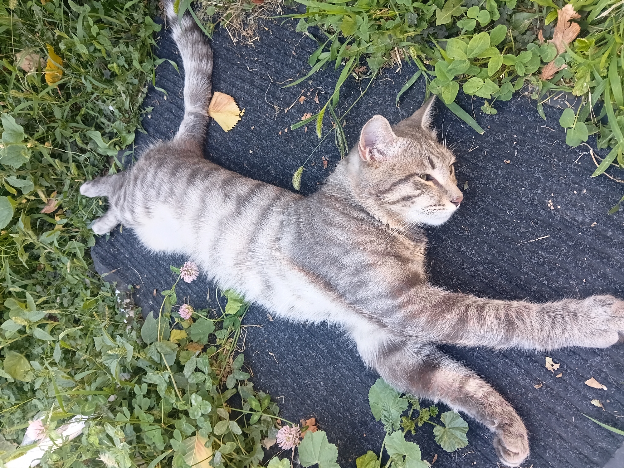 A tabby cat is lying on its back on a dark grey mat outdoors. The cat is silver and grey with darker stripes. Its front paws are extended upwards and its hind legs are splayed out to the sides. The cat's head is tilted to the left, and its eyes are partially closed. The mat is surrounded by green grass and clover, with some small pink flowers and fallen yellow leaves scattered around. The scene appears to be a natural outdoor environment, possibly a garden or park, with no obvious signs of urban infrastructure immediately visible. The location is stated to be Esik, Kazakhstan.