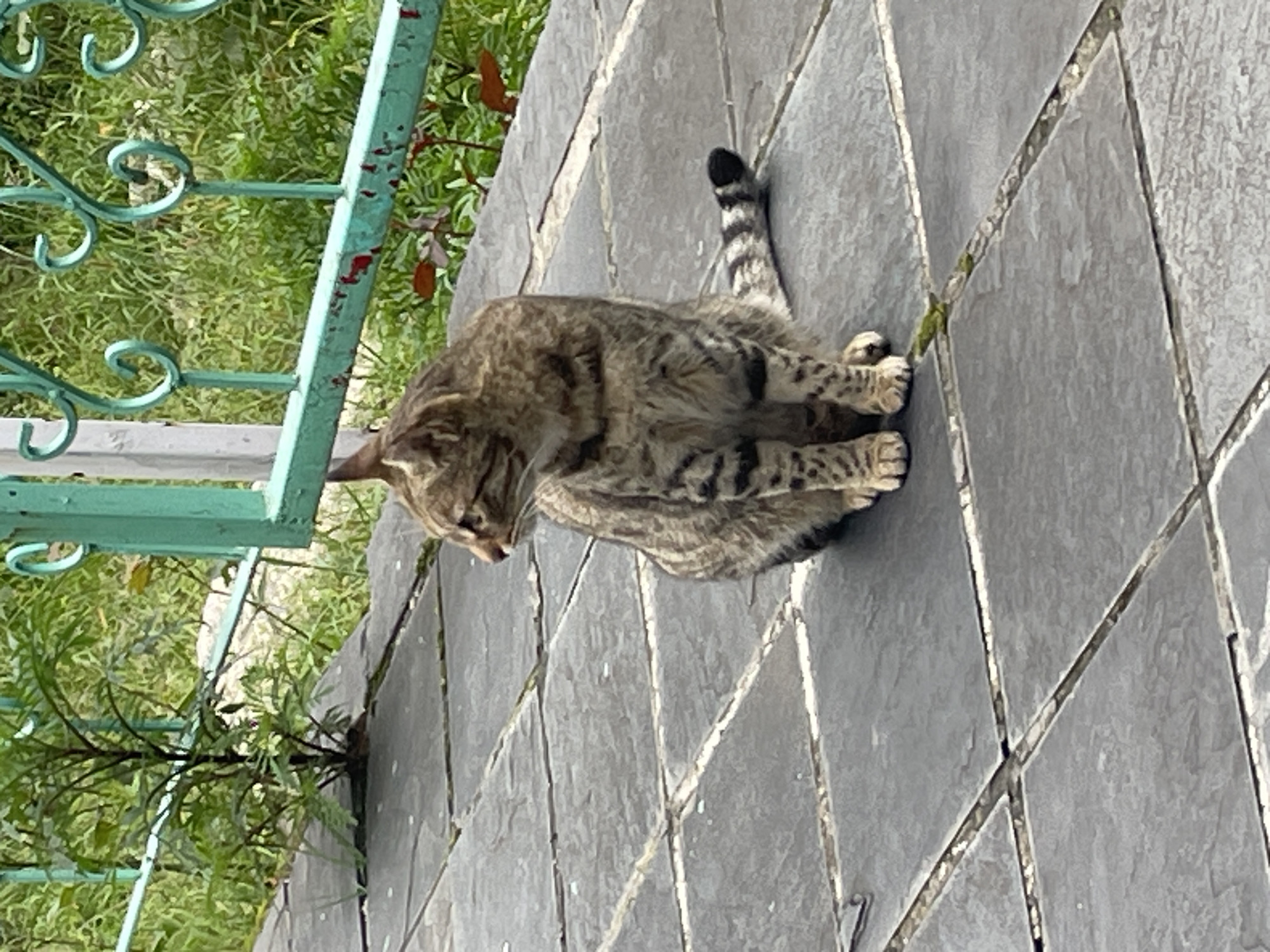 A tabby cat sits on a tiled pathway in Bhagsu, India. The cat is facing left, with its head turned and eyes looking off-camera. The pathway is made of dark, square tiles with lighter grout lines. To the left of the pathway, a small green plant is growing. In the background, a green metal fence with decorative scrollwork separates the pathway from an area of lush green grass and foliage. The lighting suggests it is daytime.