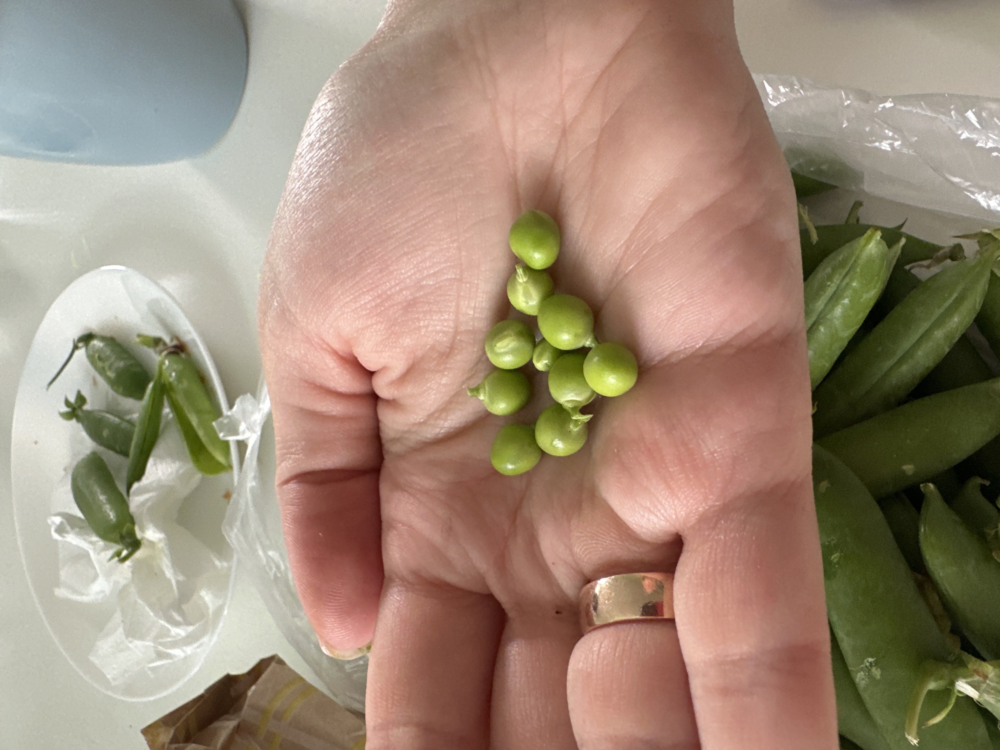 The image shows a person's hand holding a pile of fresh green peas. The peas are round and vibrant green, with some still attached to their stems. The hand is open, and the peas are resting in the palm. A simple gold ring is visible on the ring finger. In the background, there are some pea pods in a plastic bag and a small white dish containing a few more pea pods and some crumpled white paper. The scene appears to be indoors, possibly in a kitchen, given the presence of food items. The lighting suggests it is daytime. The overall impression is one of freshness and preparation of food. There is no visible text in the image.