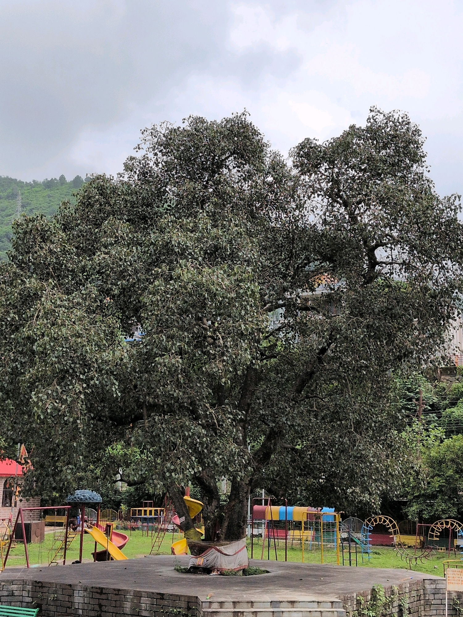 The image depicts a large, dense tree dominating the foreground of a children's playground in Mandi, India. The tree's foliage is dark green and extensive, obscuring much of the background. The playground features several colorful structures, including yellow and red slides, swings, and climbing frames, set on a grassy area. A brick wall and steps are visible in the immediate foreground. In the distance, a lush green hillside can be seen, with some buildings and power lines present. The sky is overcast and appears cloudy. The scene is likely captured during daytime, with diffused light. There are no people clearly visible in the image.