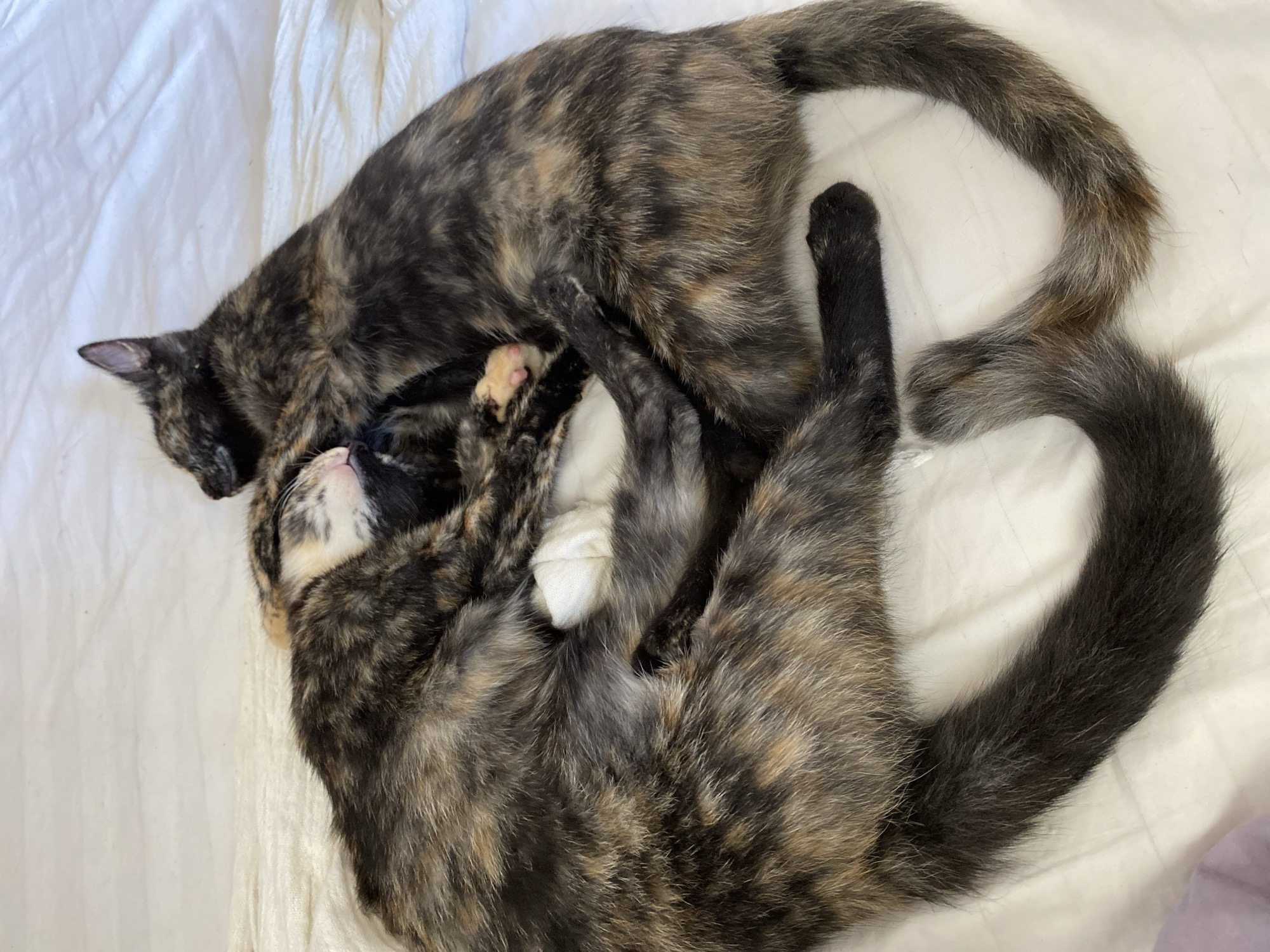 Two tortoiseshell cats are intertwined and sleeping on a white sheet. One cat is mostly on its back with its paws up near its face. The other cat is lying on top of the first, partially covering it. The cats are mottled brown and black. The scene is indoors, likely on a bed. No people or indications of a location in Mũi Né, Vietnam, are visible.