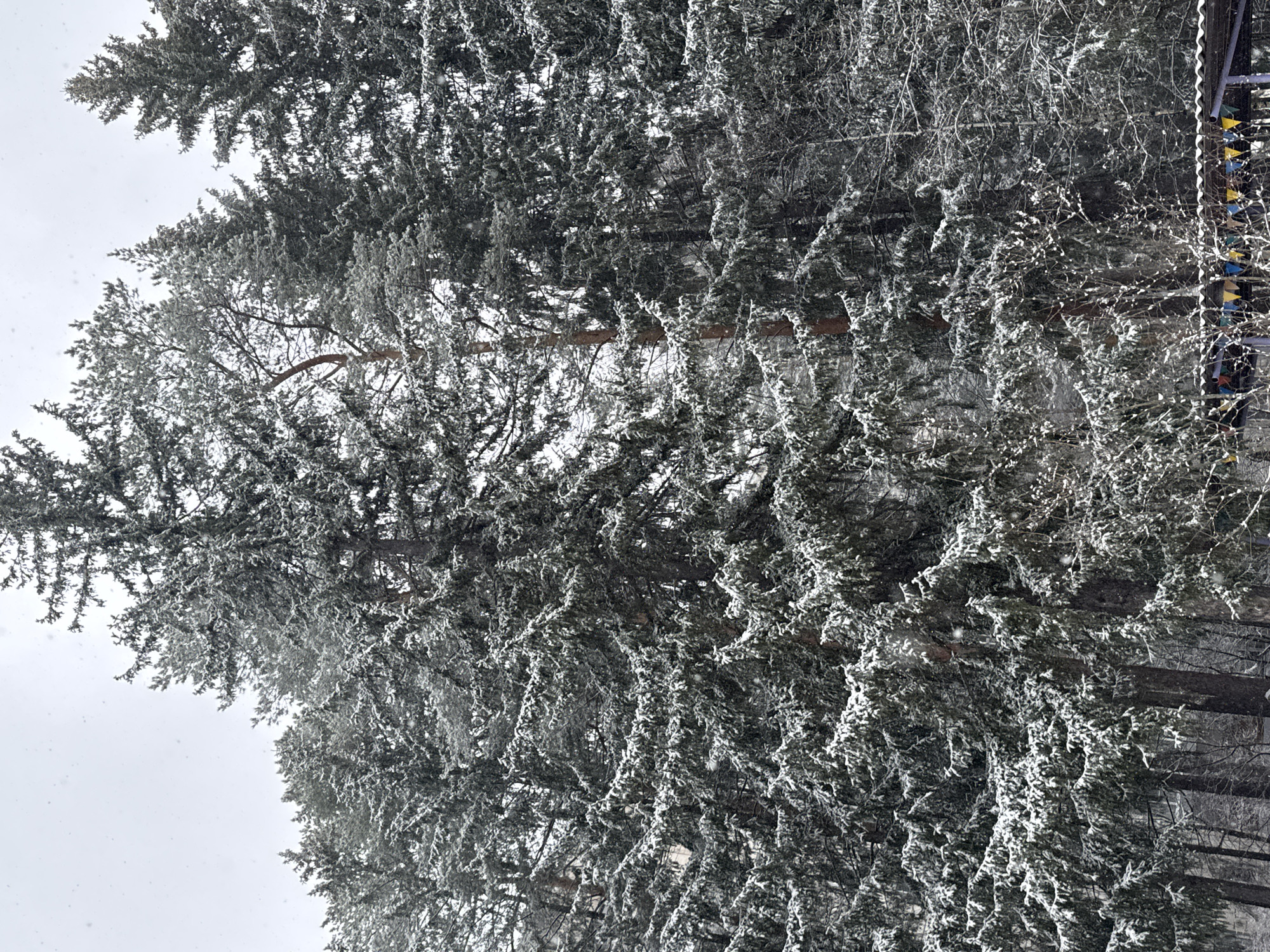 The image depicts a winter scene in Perm, Russia, featuring tall, snow-covered evergreen trees. The trees are densely packed together, and their branches are heavily laden with snow. The sky is overcast and appears to be snowing lightly. A structure with multi-colored pennants hangs on the right side of the image. The foreground shows the base of the trees and some low-lying vegetation also covered in snow.