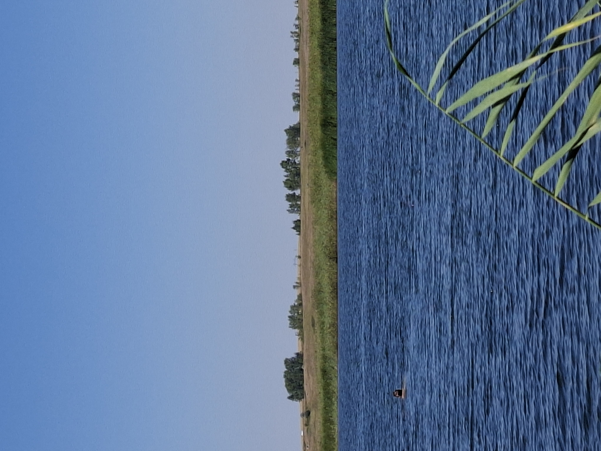 A person is swimming in a blue body of water. The water is calm with small ripples. In the background, there is a grassy hill with scattered trees. The sky is clear and blue. In the foreground, there are some tall green plants.