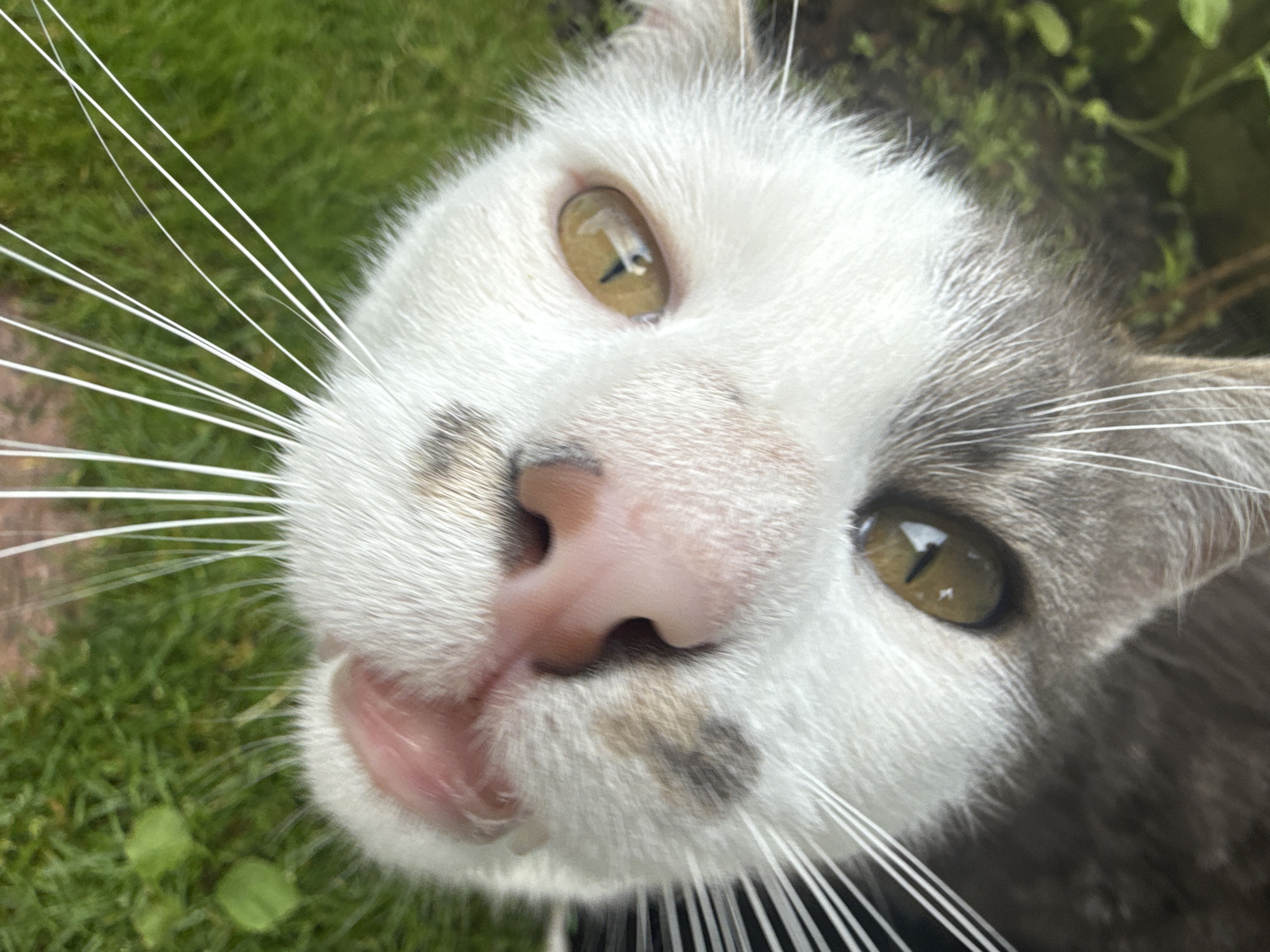 A close-up, overhead shot focuses on the face of a grey and white cat with yellow eyes. The cat's head is tilted, and its gaze is directed upwards, possibly towards the camera. One ear is slightly folded back, revealing a pinkish interior. The cat's nose is a prominent pink, with visible nostrils and some darker markings around it. Long, white whiskers fan out from its face. The background consists of blurred green grass, suggesting an outdoor setting. There is no indication of a specific location within the city of Sulitsa, Bulgaria, or any other geographical context in the image itself. The scene is tranquil and centered on the animal's features.