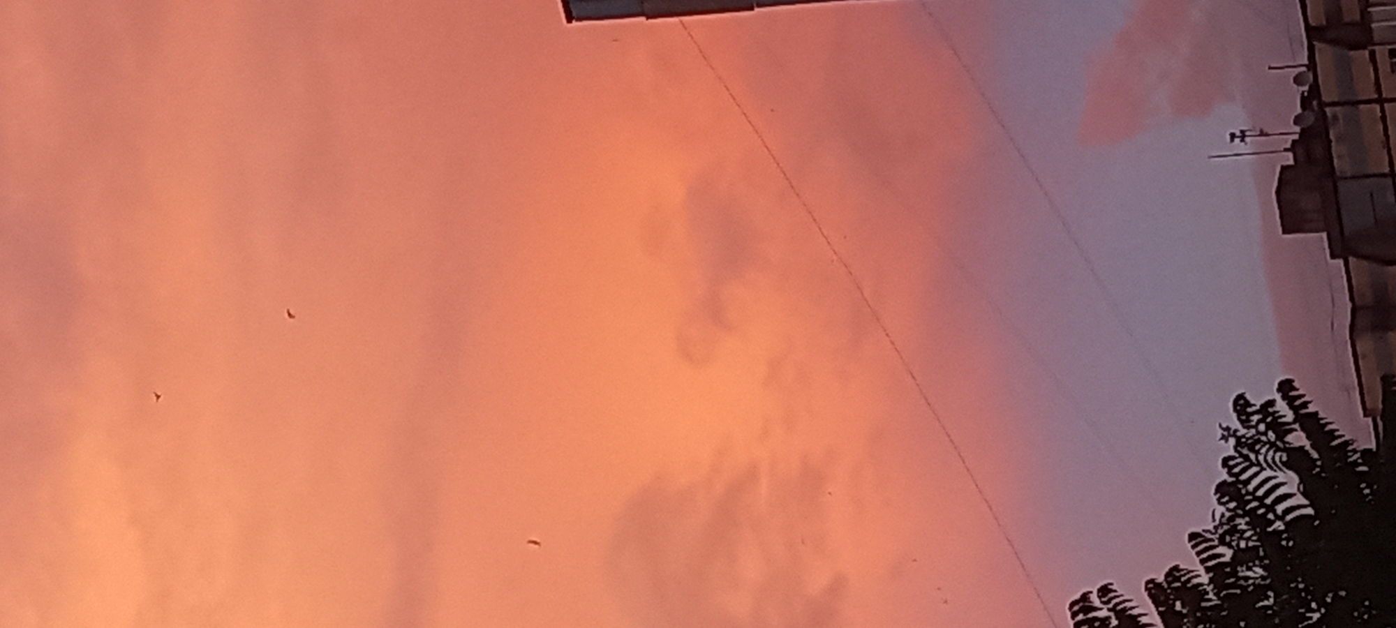 The image captures a sunset sky over Kryvyi Rih, Ukraine. The sky is a gradient of warm pinks and oranges, transitioning to a soft purple at the bottom. Wispy clouds are scattered throughout, catching the fading light. In the upper part of the frame, three small dark specks are visible against the sky, appearing to be birds in flight. A thin, dark electrical wire is strung diagonally across the mid-section of the image. The bottom portion of the image shows the silhouetted tops of buildings and trees. The building on the right is tall and rectangular with a darker section at the top. The trees on the left are dark and leafy, their branches creating a jagged silhouette. The overall scene is a quiet, urban landscape at dusk.
