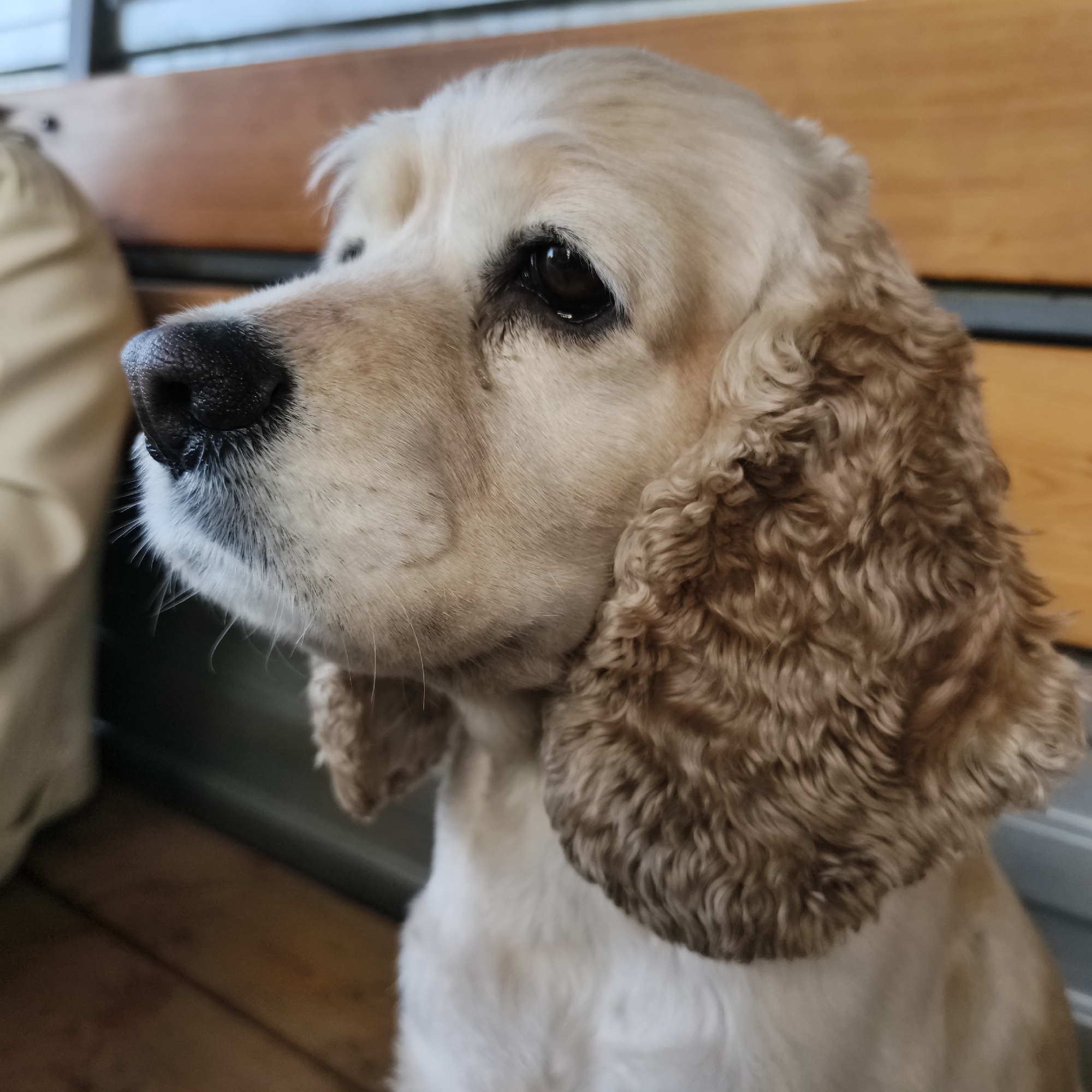 A light brown American Cocker Spaniel is pictured sitting on a wooden bench in what appears to be an outdoor setting, possibly a park or patio, as indicated by the wooden planks of the bench and a blurred background that hints at a fence or structure. The dog is facing left, with its head turned slightly to look in the same direction. Its right eye is visible, dark brown and round, with a slight sheen reflecting light. The dog's fur is a light cream color on its face and body, with darker brown, curly fur on its long ears and around its neck. The nose is black and wet. The dog's expression is attentive, with its ears perked and its gaze focused. The lighting suggests it is daytime, casting soft shadows on the dog's face. The image does not contain any information about the city of Chaikovsky, Russia, or any specific location within it.