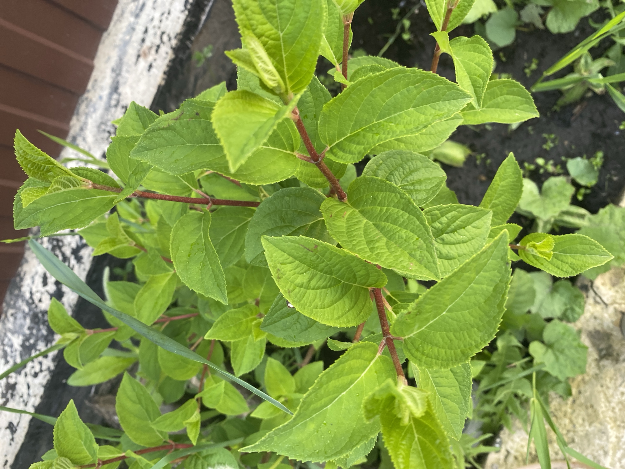 In the city of Tyumen, Russia, a vibrant green-leafed plant, likely a young shrub, is depicted from an overhead perspective. The plant features numerous broad, ovate leaves with serrated margins and visible venation, exhibiting a bright to medium green hue. Several leaves display small water droplets on their surfaces, suggesting recent precipitation or dew. The central stems are a reddish-brown color, branching to support the foliage. The ground beneath and around the plant consists of dark, moist soil interspersed with smaller, indistinct green plants and thin blades of grass. To the left and bottom of the frame, a textured, light-colored concrete or stone surface with dark discoloration is partially visible. In the upper right background, a solid, dark brown surface, possibly a wooden fence or structure, is present. No human figures or specific actions are observed. The scene is illuminated by natural, diffused light.