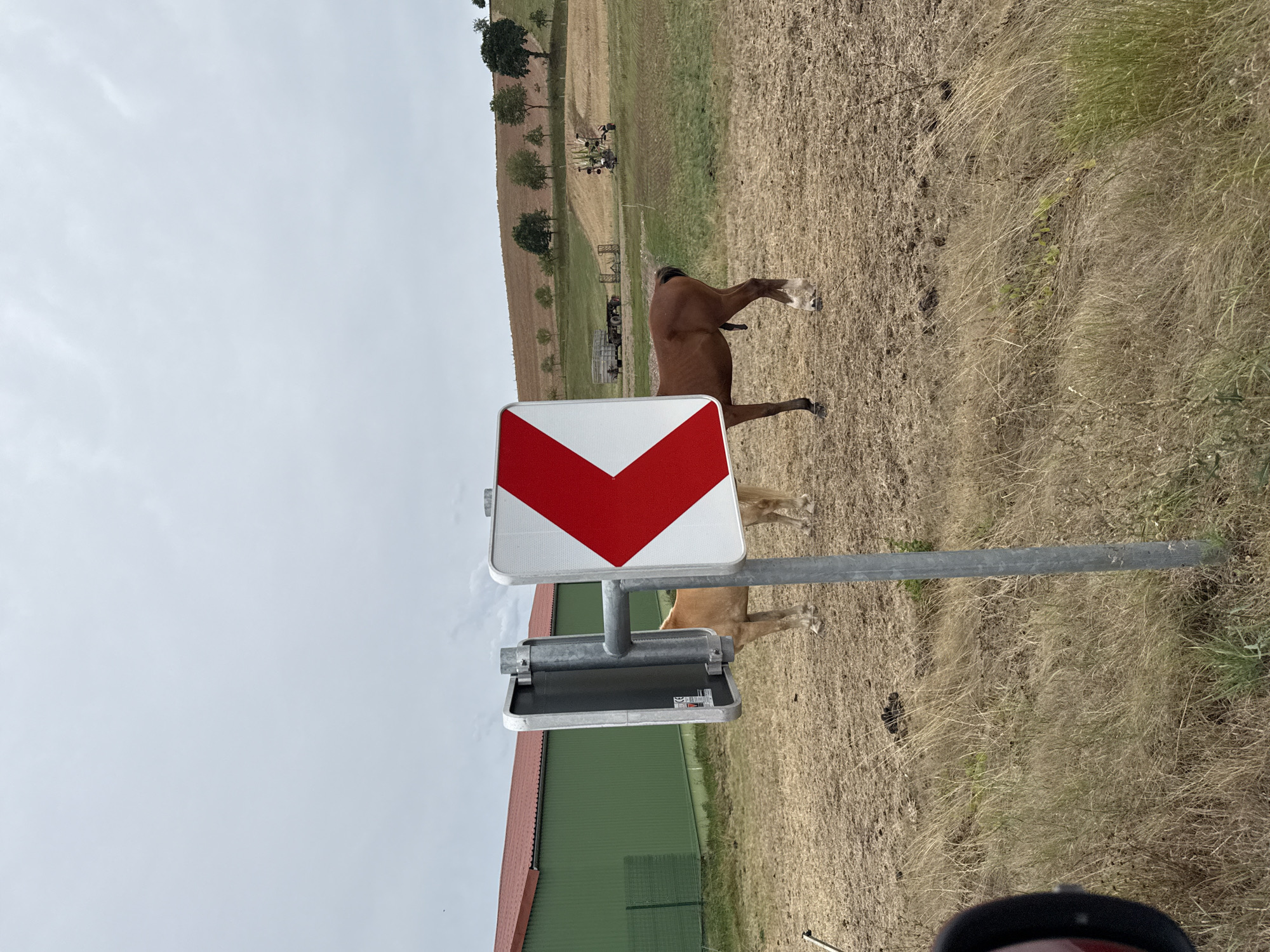 This image depicts a rural scene, likely in or near Hohenstein, Germany, given the presence of agricultural elements and the overall landscape. In the foreground, a traffic sign with a red chevron indicating a sharp left turn is prominently displayed. Partially obscured by this sign are two horses standing in a dry, open field. One horse, lighter in color, stands to the left, while a darker brown horse stands to the right, facing away from the viewer.
Behind the horses, a large green building with a red roof is visible, suggesting a farm or industrial facility. Further in the background, rolling hills are dotted with trees and fields. Agricultural machinery, including a trailer and what appears to be a tractor with implements, can be seen on the fields. The sky is overcast, contributing to a muted, natural light. The ground in the immediate vicinity of the horses is dry and appears to be recently harvested or fallow land. The overall impression is one of agricultural land adjacent to a roadway, with livestock present.