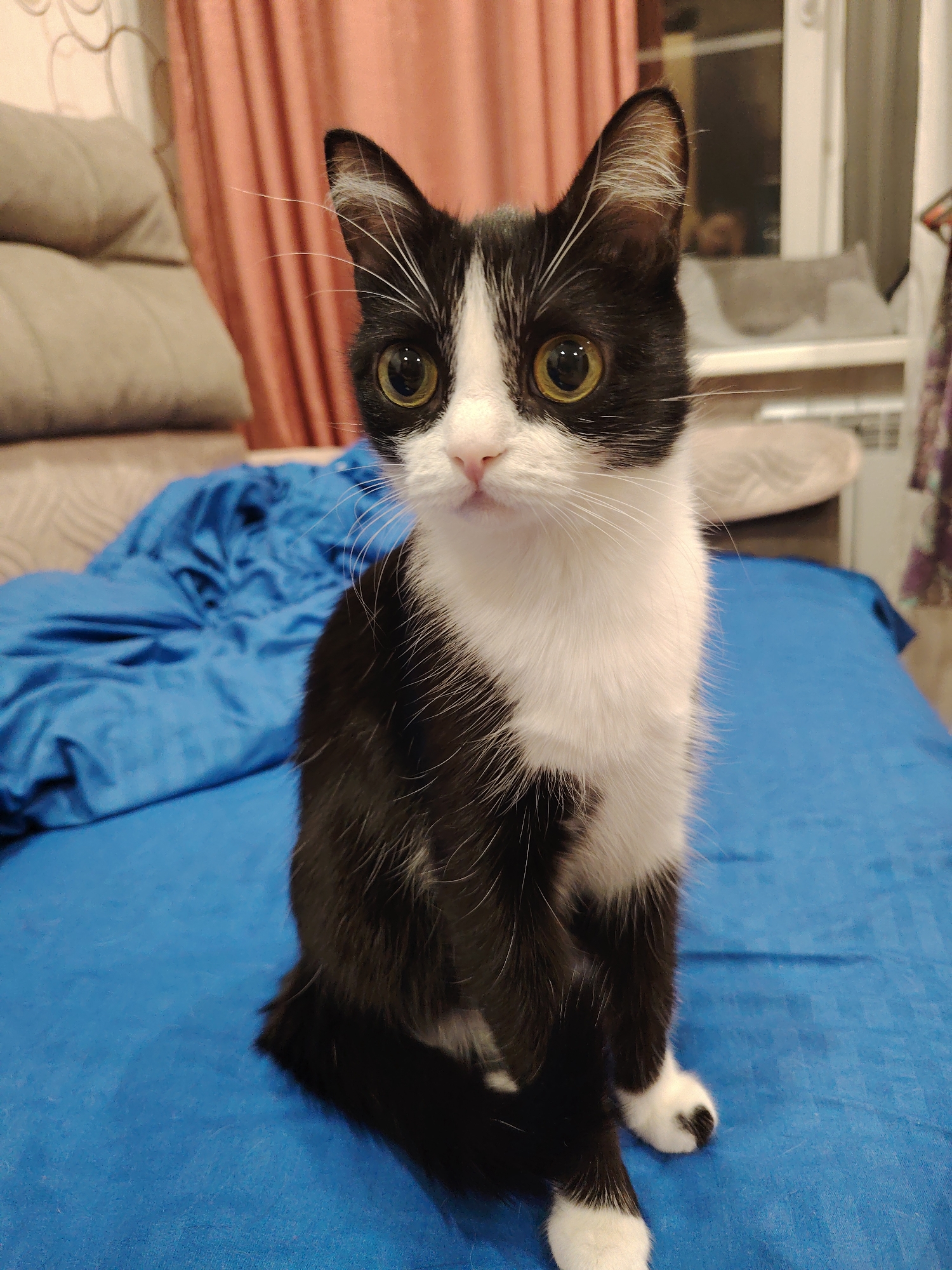 A black and white cat is sitting on a blue bed. The cat has large, yellow eyes and a white chest. The background includes pillows, curtains, and a window. The location is Unknown, Unknown.