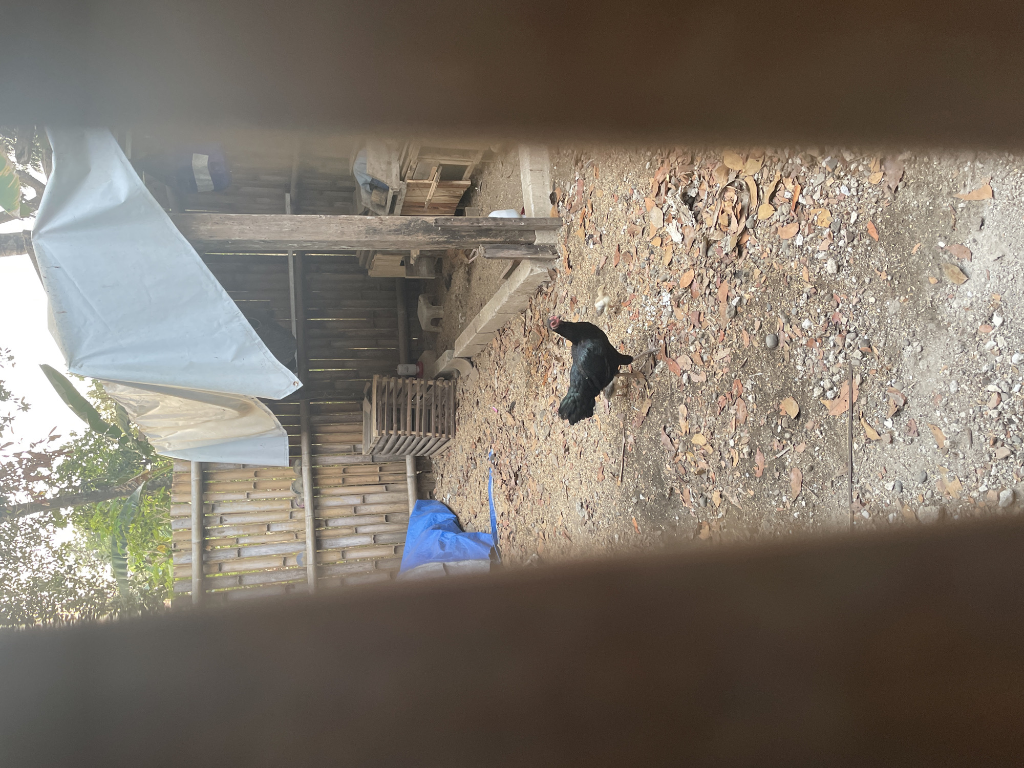 A black chicken stands on a dirt ground covered with leaves and small stones. The chicken is in the center of the frame, facing to the right. Behind the chicken, a wooden structure with a tarp roof is visible. To the left of the chicken, a blue tarp is spread out on the ground. The background consists of a bamboo fence and trees. The scene appears to be an outdoor enclosure, possibly a chicken coop, in a rural setting.