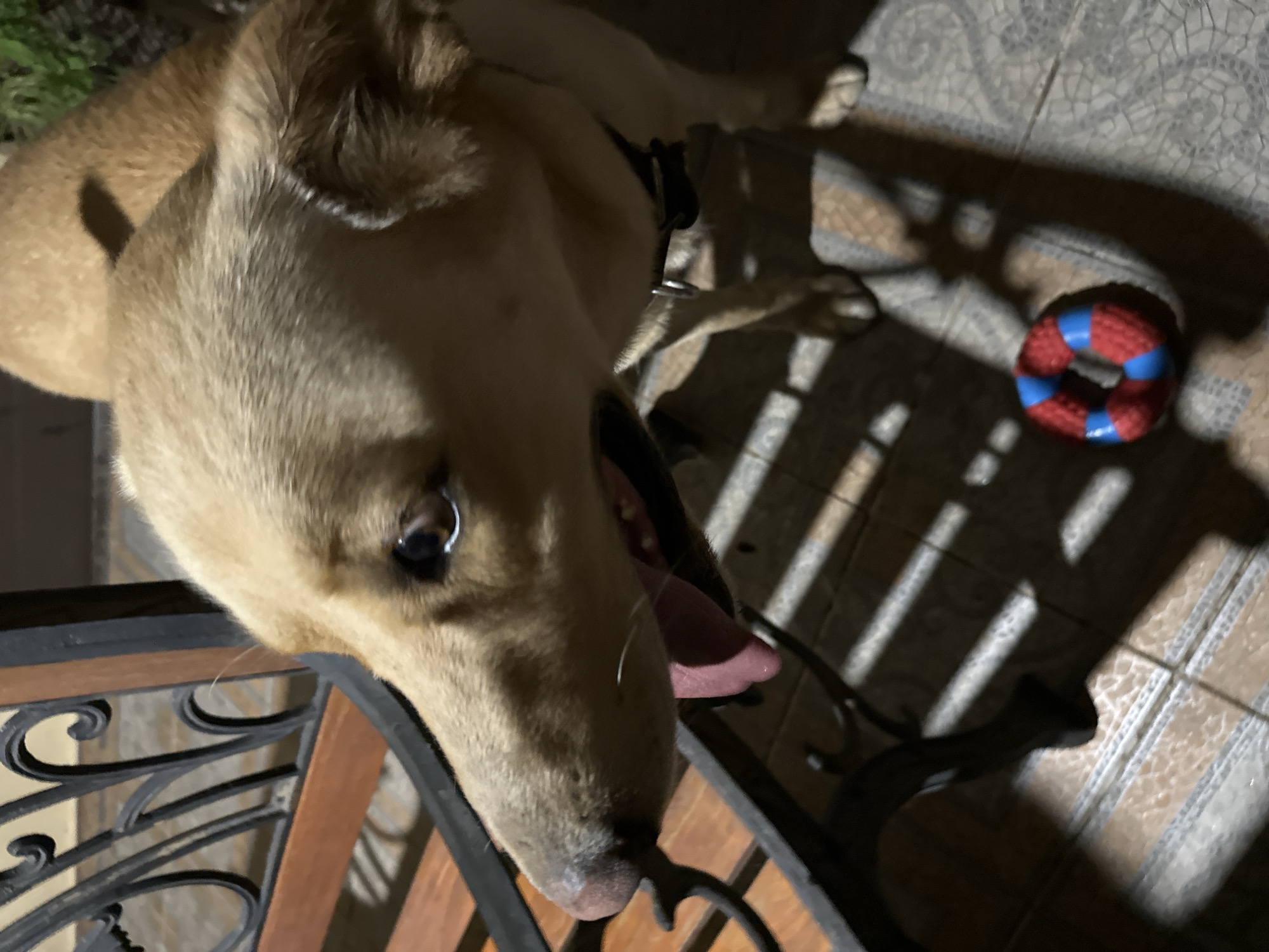A light-colored dog is looking down and to the left, with its tongue hanging out. The dog is wearing a black collar. In front of the dog, on the tiled floor, is a red and blue ring-shaped toy. The scene appears to be outdoors, possibly on a patio or balcony, with shadows from a railing or furniture cast across the floor. The background is blurred, with glimpses of greenery and architectural elements. There is no information available to determine the location as Sochi, Russia.