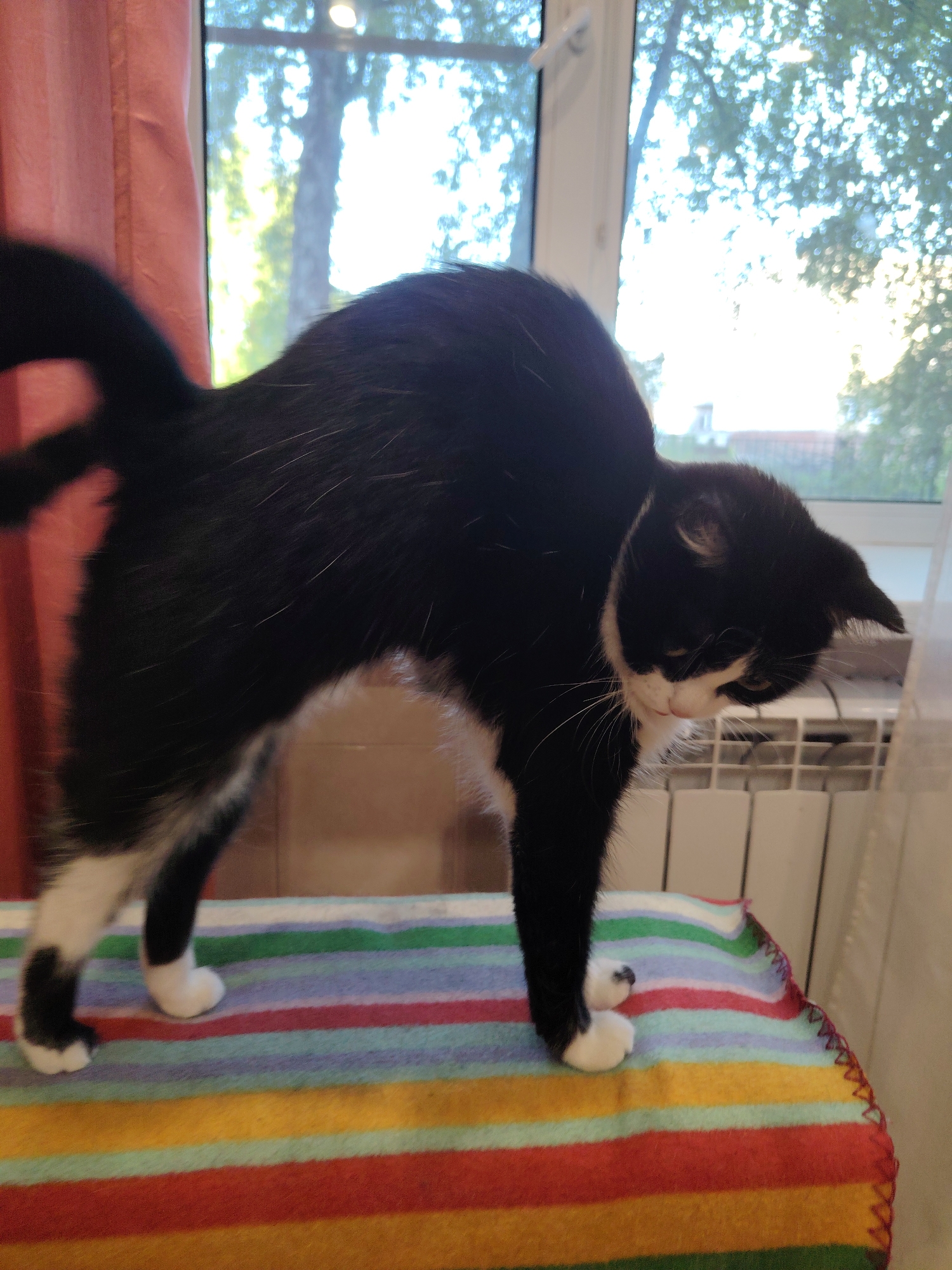 A black and white cat is captured mid-movement in a playful or curious pose, with its back arched and head lowered. The cat is standing on a colorful striped blanket, which is laid out on a flat surface, possibly a piece of furniture or a raised platform. The blanket features horizontal stripes in shades of red, orange, yellow, green, light blue, and purple.
The cat's fur is predominantly black, with distinctive white markings on its chest, paws, and a portion of its face. Its tail is curved upwards, indicating alertness or excitement. The cat's gaze is directed downwards and slightly to the side, suggesting it might be observing something on the surface it's standing on or just below it.
In the background, a window is visible, revealing the soft light of daytime filtering through tree branches and foliage. The overall lighting suggests it is daytime, possibly late afternoon due to the warm glow. There's a hint of indoor setting, possibly a home or a pet-friendly establishment, with a radiator visible near the window. The environment appears to be a comfortable and safe space for the cat. No text is visible in the image.