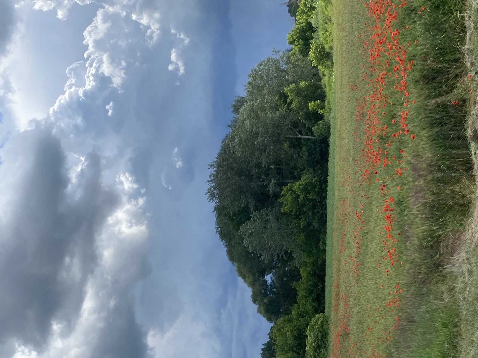The image captures a natural landscape scene in Ustyvytsia, Ukraine, under a dramatic sky. In the foreground, a vast field is blanketed with numerous red poppies, interspersed with tall green grass and stalks of grain. The field stretches towards a line of dense trees forming a verdant backdrop. A prominent mound of trees, with a distinctive arch-like opening in the foliage, rises above the rest, creating a focal point. The sky above is filled with a dynamic display of dark, heavy storm clouds contrasted with patches of bright, fluffy white clouds, suggesting an approaching or receding storm. The overall lighting is dramatic, with light breaking through in some areas and casting shadows elsewhere. There are no people or animals visible in the image.