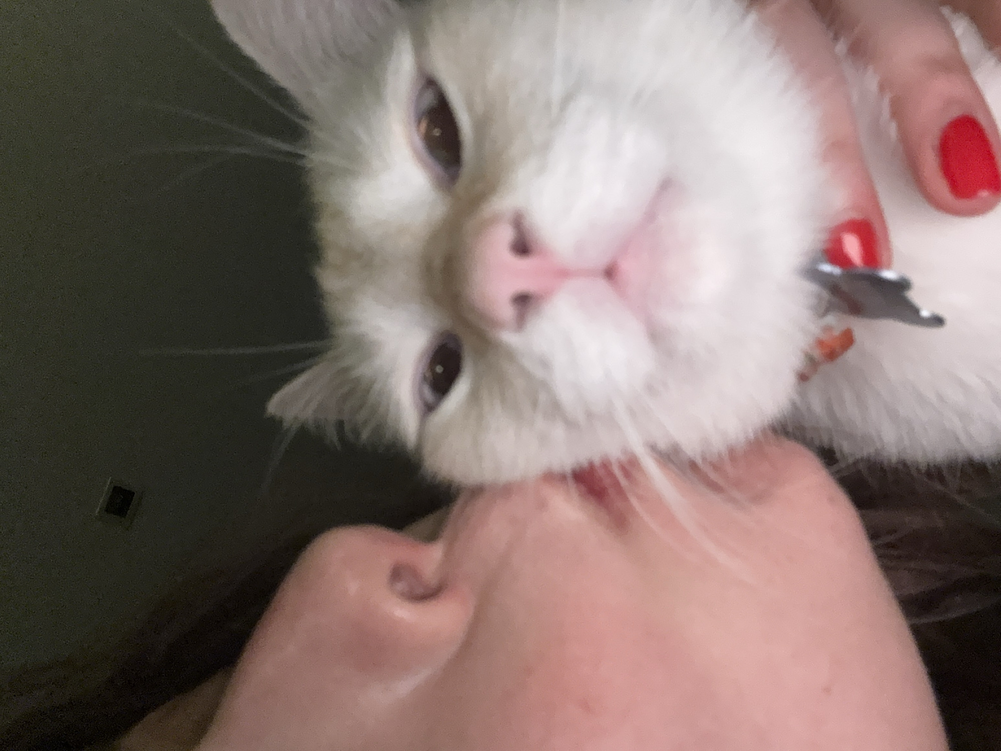 A close-up, low-angle shot depicts a light-skinned person holding a white cat. The person's nose is visible in the lower left, pressed against the cat's face. The cat's pink nose and dark eyes are prominent. A hand with red nail polish holds the cat's collar. The collar is orange, with a silver tag. The background is a blurry, dark green wall with a small, dark square object. The location of the photo cannot be determined.