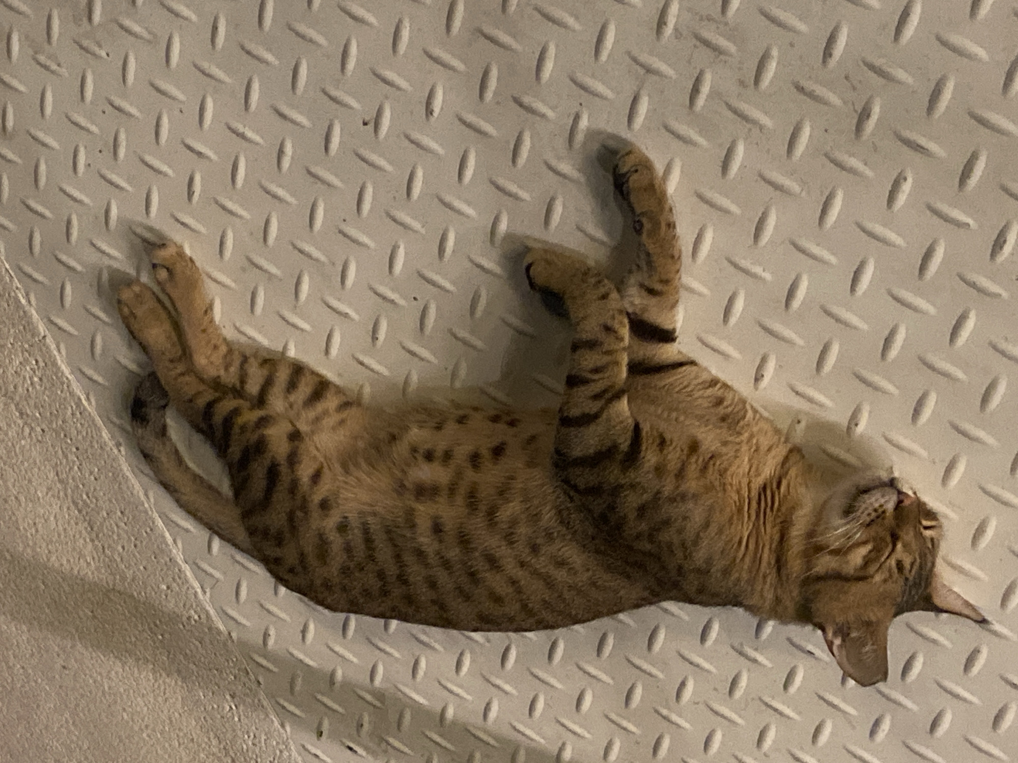 A tabby cat is lying on its back on a textured, light-colored metallic surface. The cat has brown and black stripes and appears to be sleeping or resting. The surface has a diamond plate pattern. The background shows a rough, textured wall. The scene is indoors, with artificial lighting. The location is the city of Deira, United Arab Emirates.