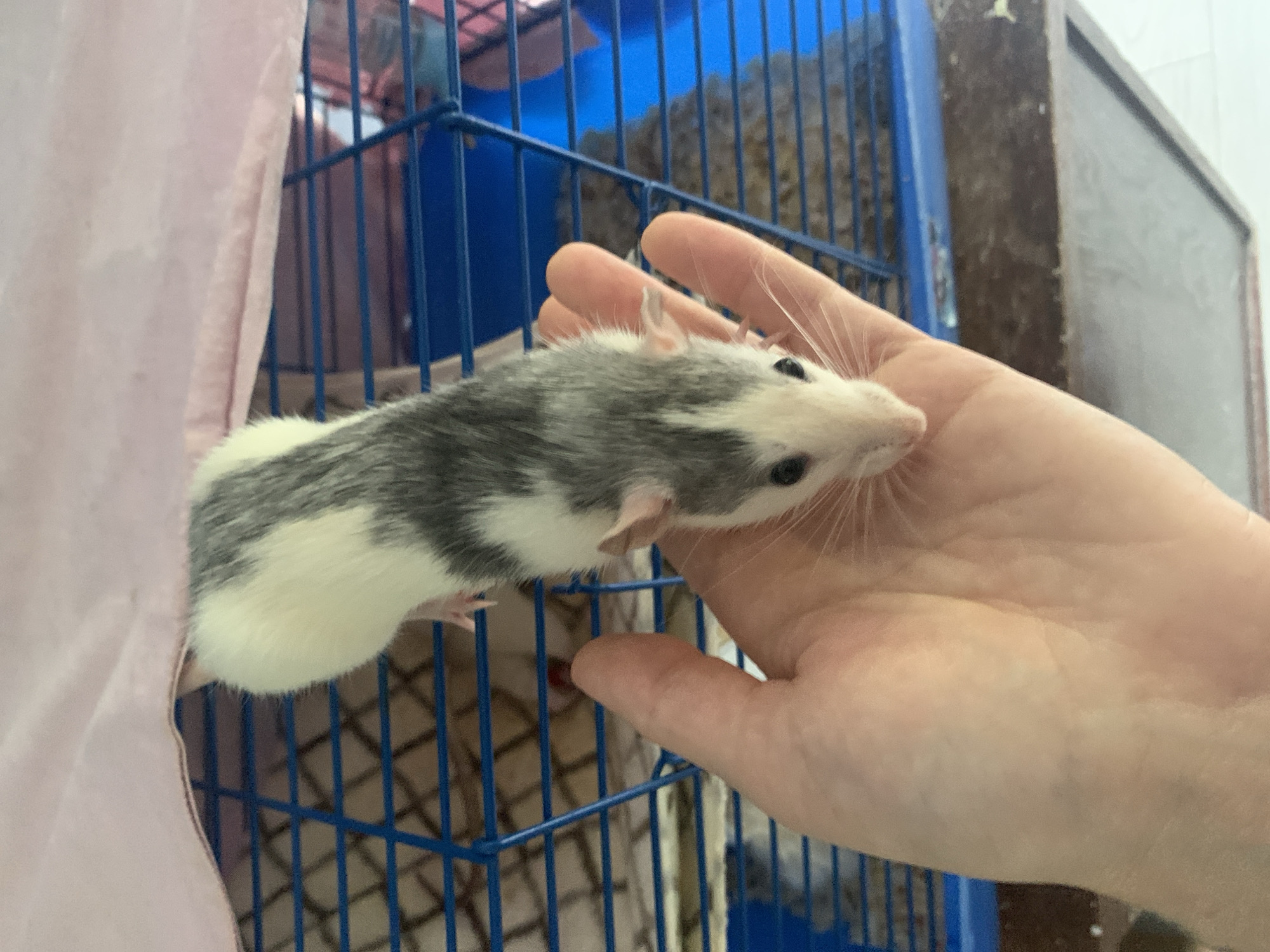 A gray and white rat is perched on a person's hand. The rat has black eyes and long whiskers. The hand is pale. The background is a blue wire cage with a pink cloth draped on the left side. Part of a gray object is visible behind the cage. The photograph was taken indoors. There is no evidence to suggest that the location is in Stavropol, Russia.