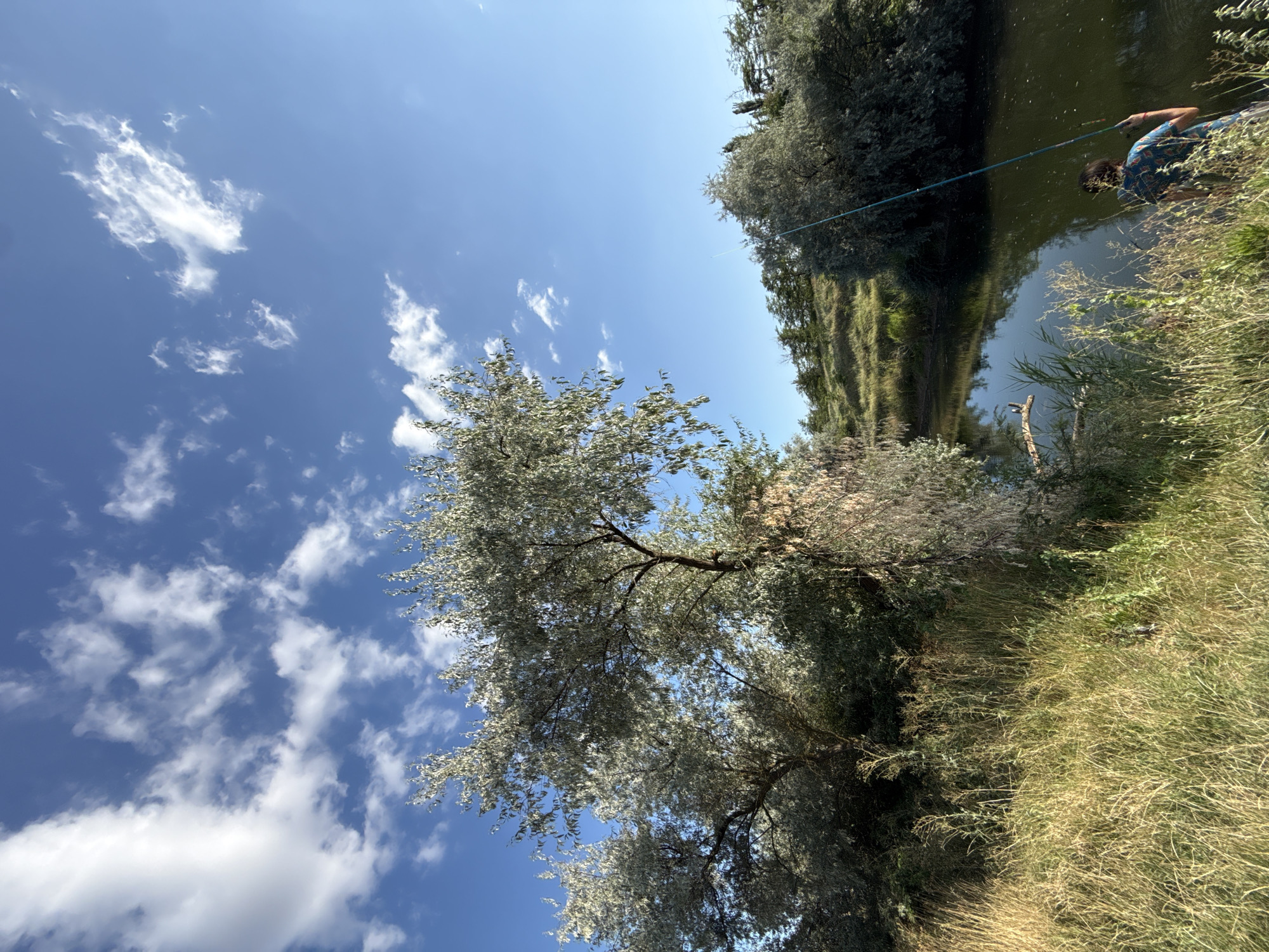 The image depicts a serene natural scene, likely in the vicinity of Чапаевское сельское поселение, Ukraine, under a bright blue sky adorned with scattered white clouds. In the foreground, tall, dry grasses line the bank of a calm, dark body of water. To the left, several trees with sparse, silver-green foliage dominate the landscape. On the right bank of the water, a person is visible from behind, facing the water and holding a long fishing rod, suggesting they are engaged in fishing. The surrounding area is characterized by dense vegetation and rolling hills in the background, typical of a rural, natural environment. The lighting suggests it is daytime, with the sun casting a gentle light on the scene.
