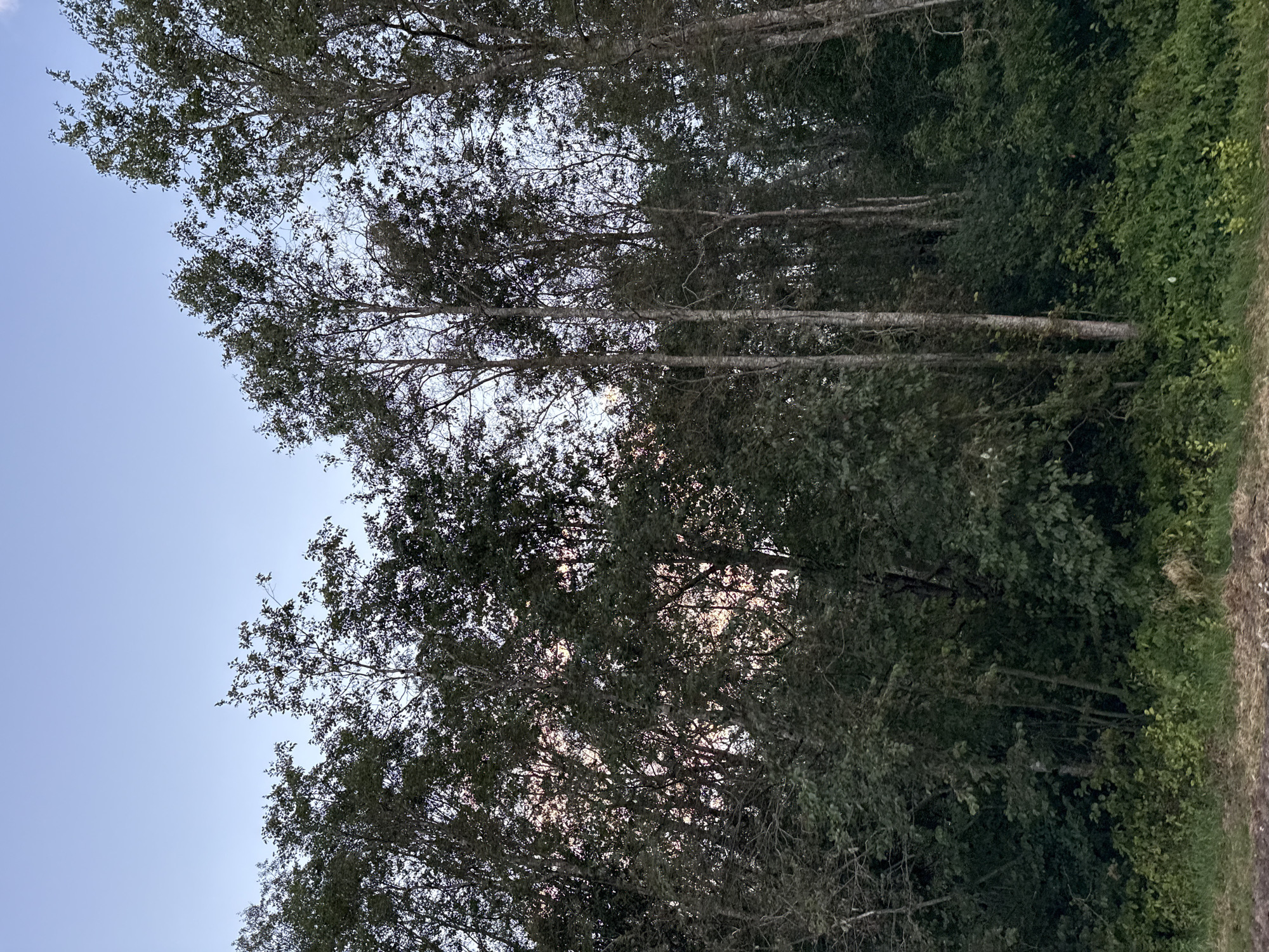 The image shows a dense forest with tall, slender trees. The sky above is a pale blue, suggesting it is either early morning or late evening. The ground is covered in lush green vegetation, with some dry grass and dirt visible in the foreground. The scene appears to be a natural landscape, possibly a park or a rural area. The location is specified as Uuesalu, Estonia.