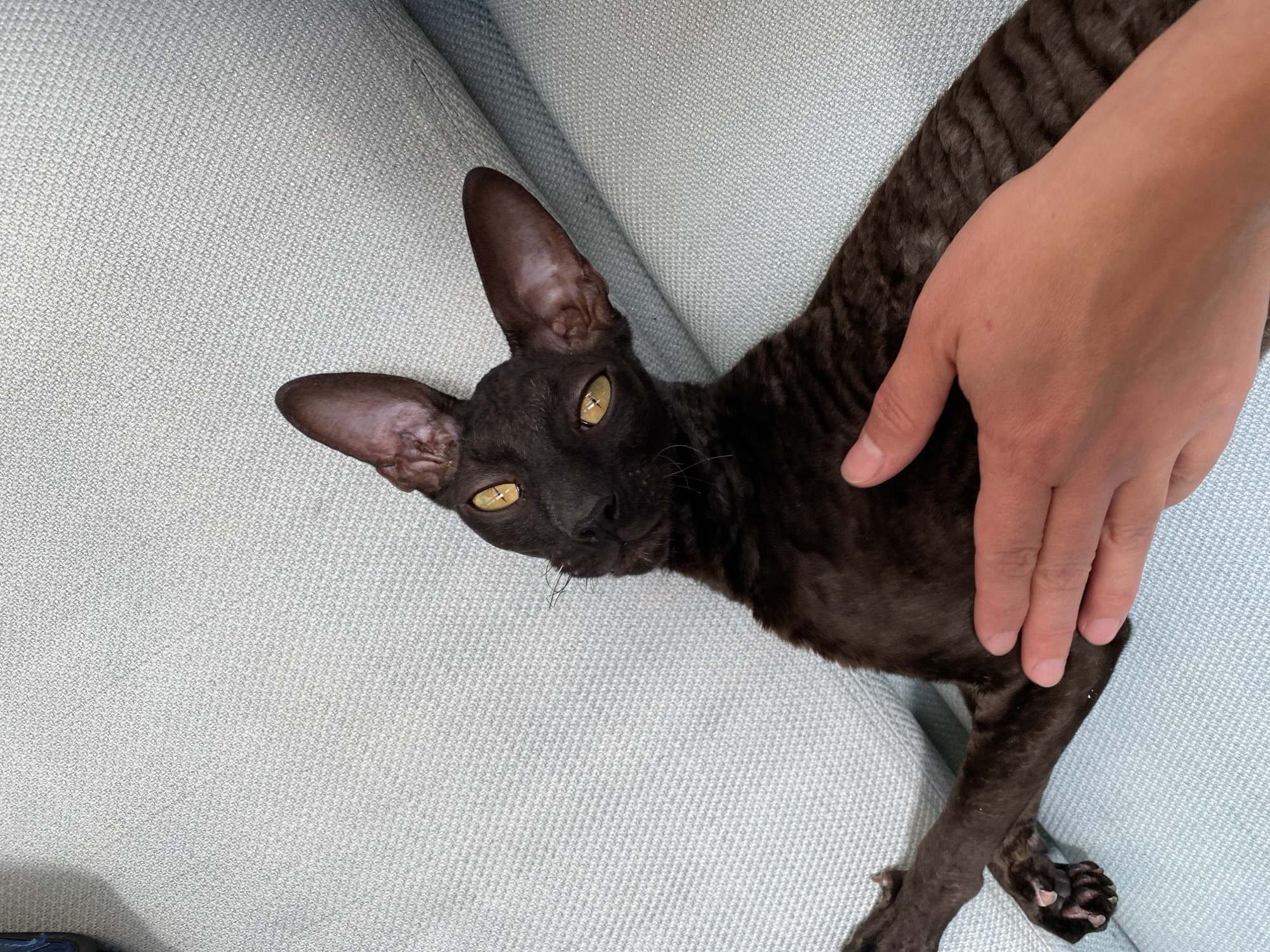 A dark brown, short-haired cat with large ears and yellow eyes is lying on its back on a light blue couch. A human hand is gently stroking the cat's flank. The couch appears to be made of a textured fabric. The scene is indoors, with no visible background elements to suggest a specific city or location.