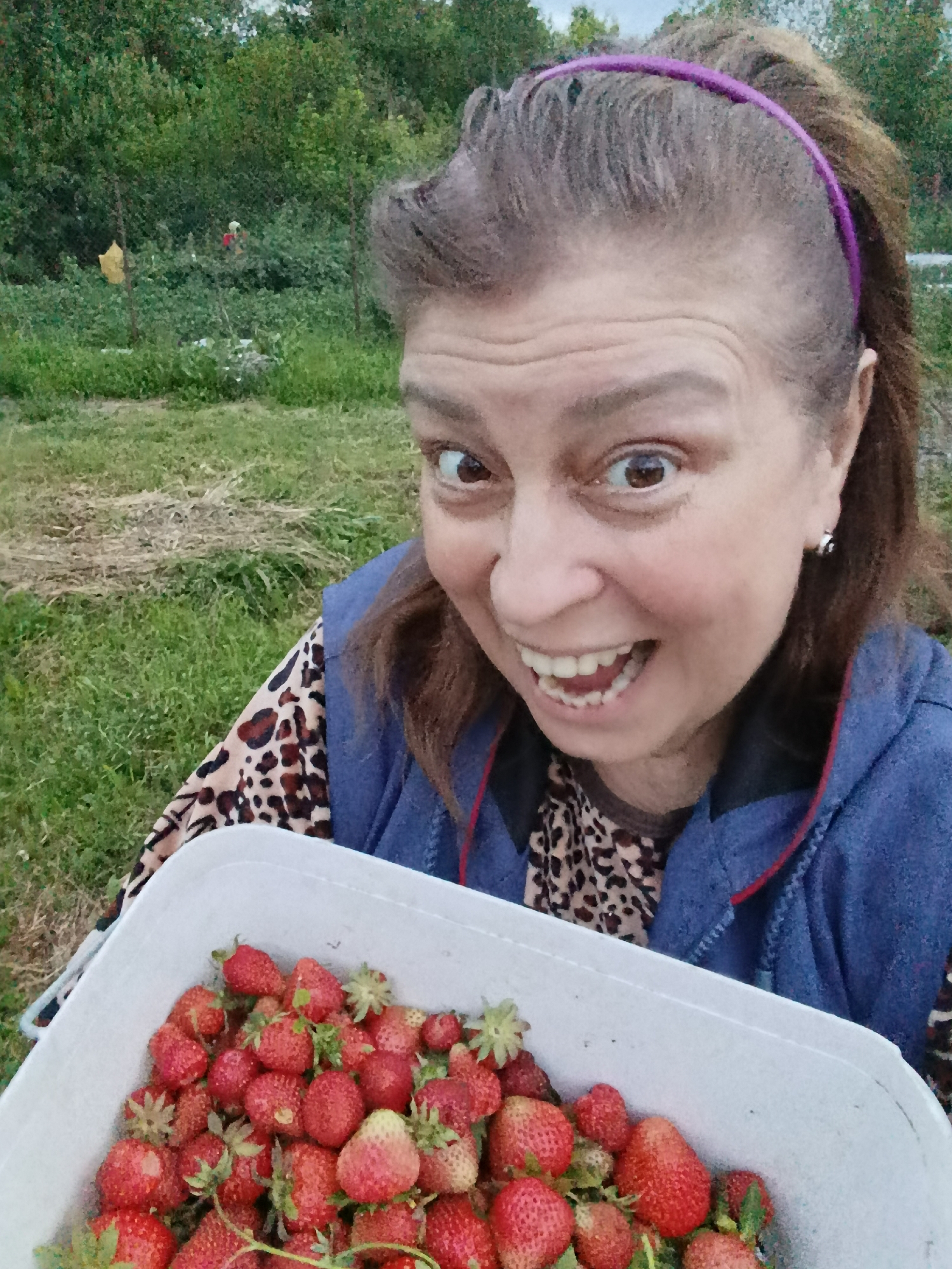 A woman with brown hair pulled back by a purple headband and wearing a leopard-print shirt and a blue vest is holding a white bucket full of strawberries. She is smiling widely, with her mouth open, revealing her teeth. The woman is in an outdoor setting with green grass and trees in the background. There are also some plants and possibly a scarecrow in the distance. The overall scene suggests she is in a garden or farm in the city of Veraya, Russia, and has been picking strawberries.